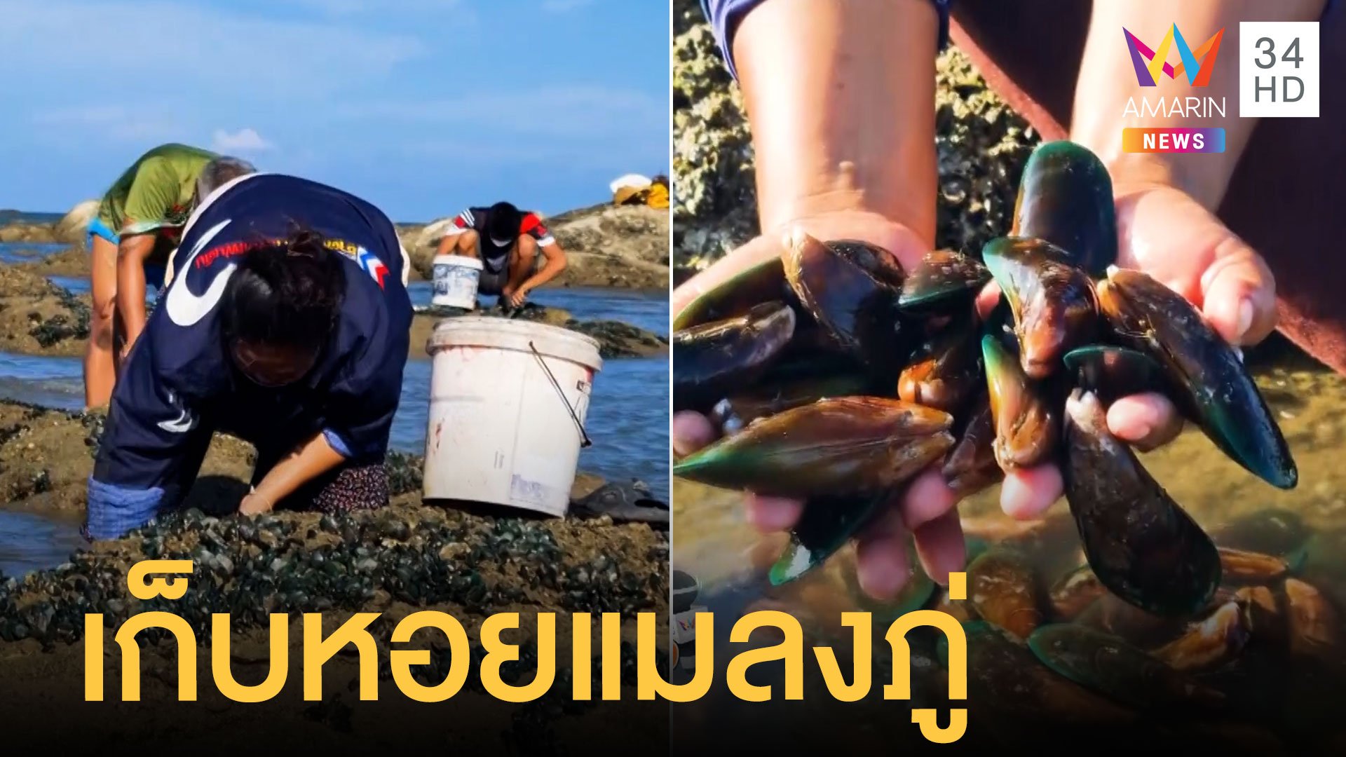ชาวบ้านแห่เก็บหอยแมลงภู่ หลังน้ำทะเลลงต่ำ | ข่าวเที่ยงอมรินทร์ | 13 เม.ย. 65 | AMARIN TVHD34