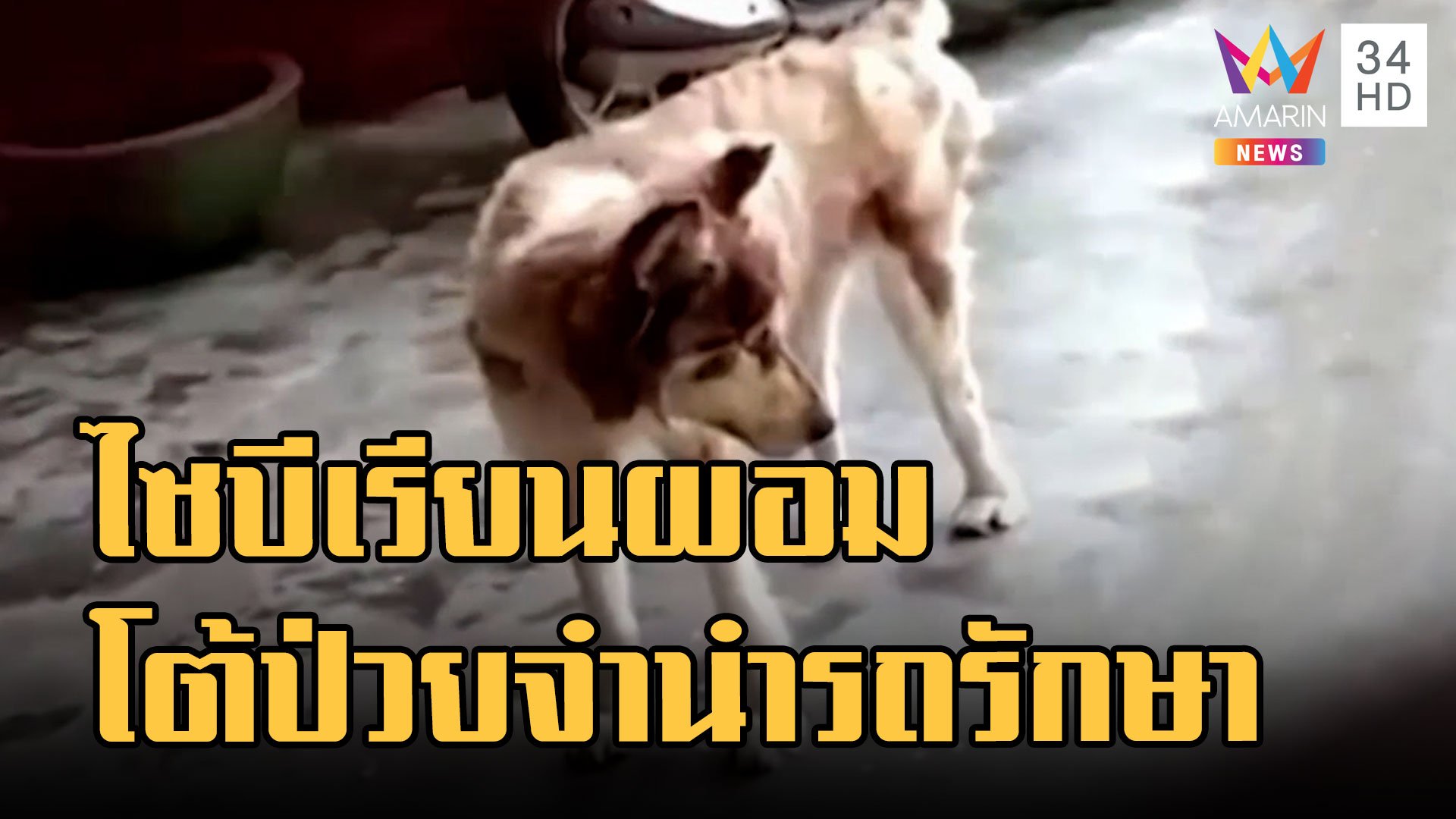 ดราม่าหมาไซบีเรียนหนังหุ้มกระดูก เจ้าของโต้หมาป่วยจำนำรถรักษา | ข่าวเที่ยงอมรินทร์ | 13 ก.ย. 65 | AMARIN TVHD34