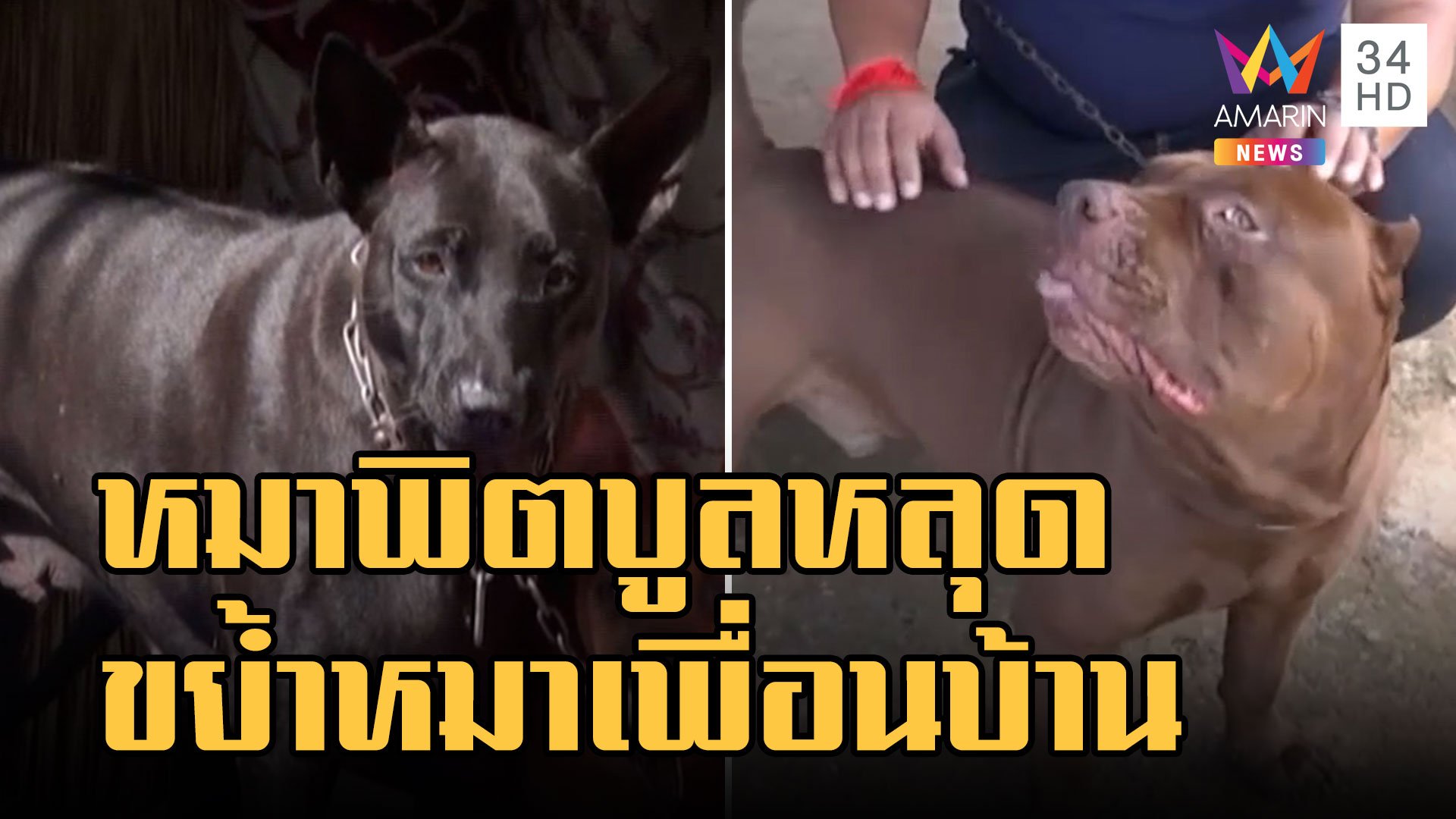 หมาพิตบูลหลุดขย้ำหมาเพื่อนบ้านเจ็บ เจ้าของโมโหเปิดก้นโชว์  | ข่าวเที่ยงอมรินทร์ | 16 พ.ย. 65 | AMARIN TVHD34