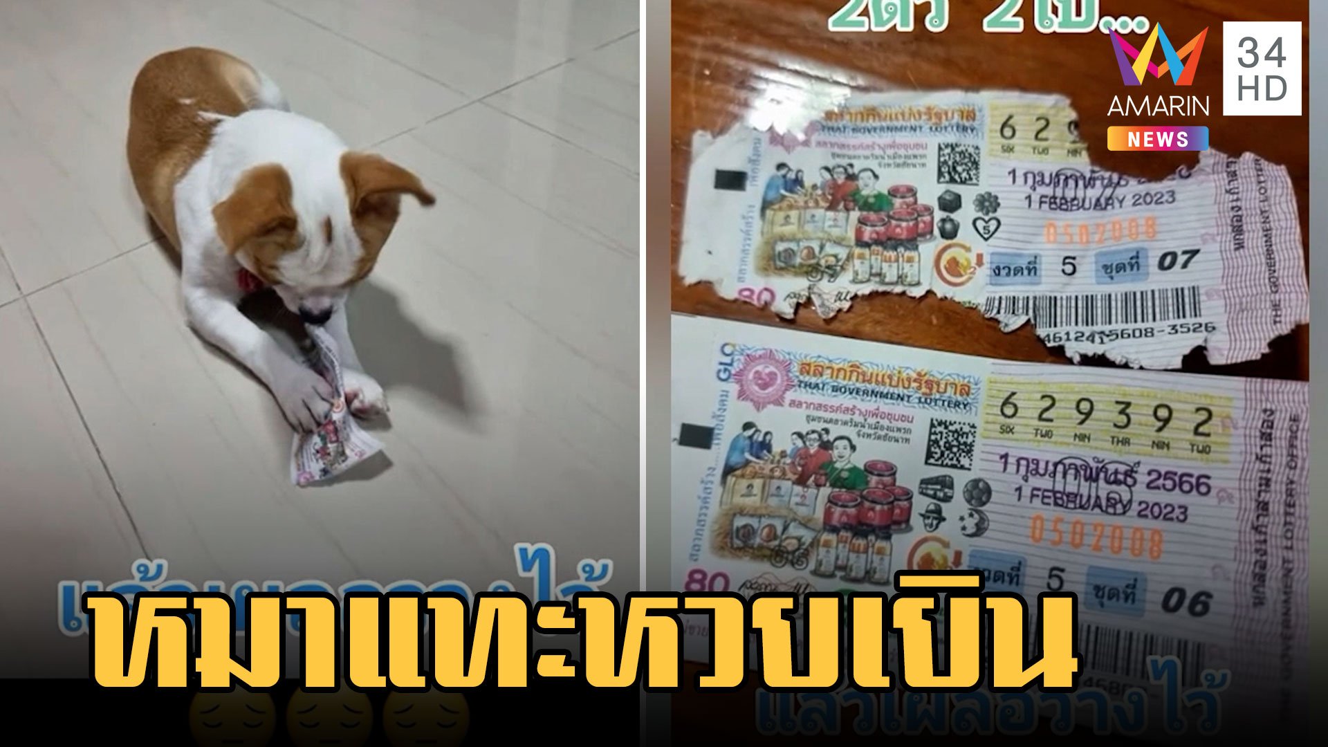 น้ำตาตก! หมาชิวาวากัดลอตเตอรี่ถูกรางวัล 2 ตัว | ข่าวเที่ยงอมรินทร์ | 2 ก.พ. 66 | AMARIN TVHD34