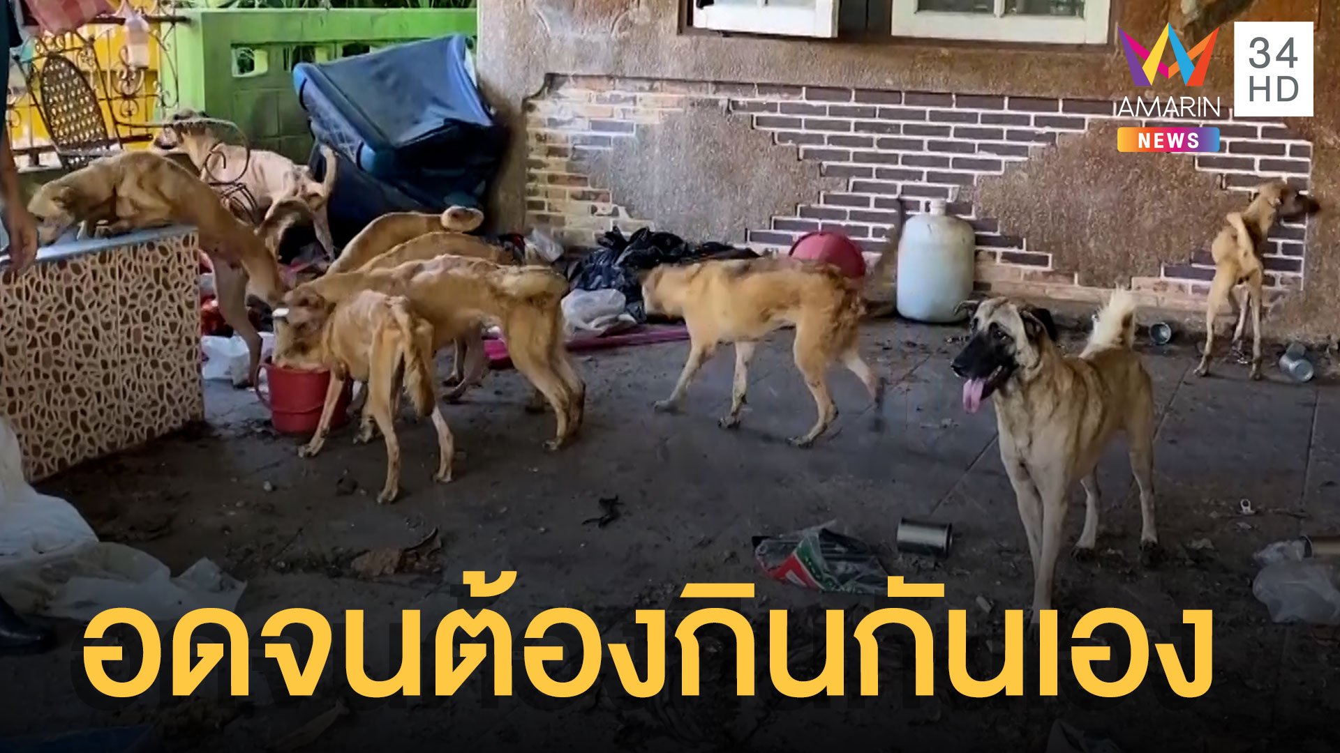 เวทนาสุนัข 15 ตัว ถูกทิ้งให้อดอยากจนต้องกินกันเอง  | ข่าวเที่ยงอมรินทร์ | 20 พ.ค. 65 | AMARIN TVHD34