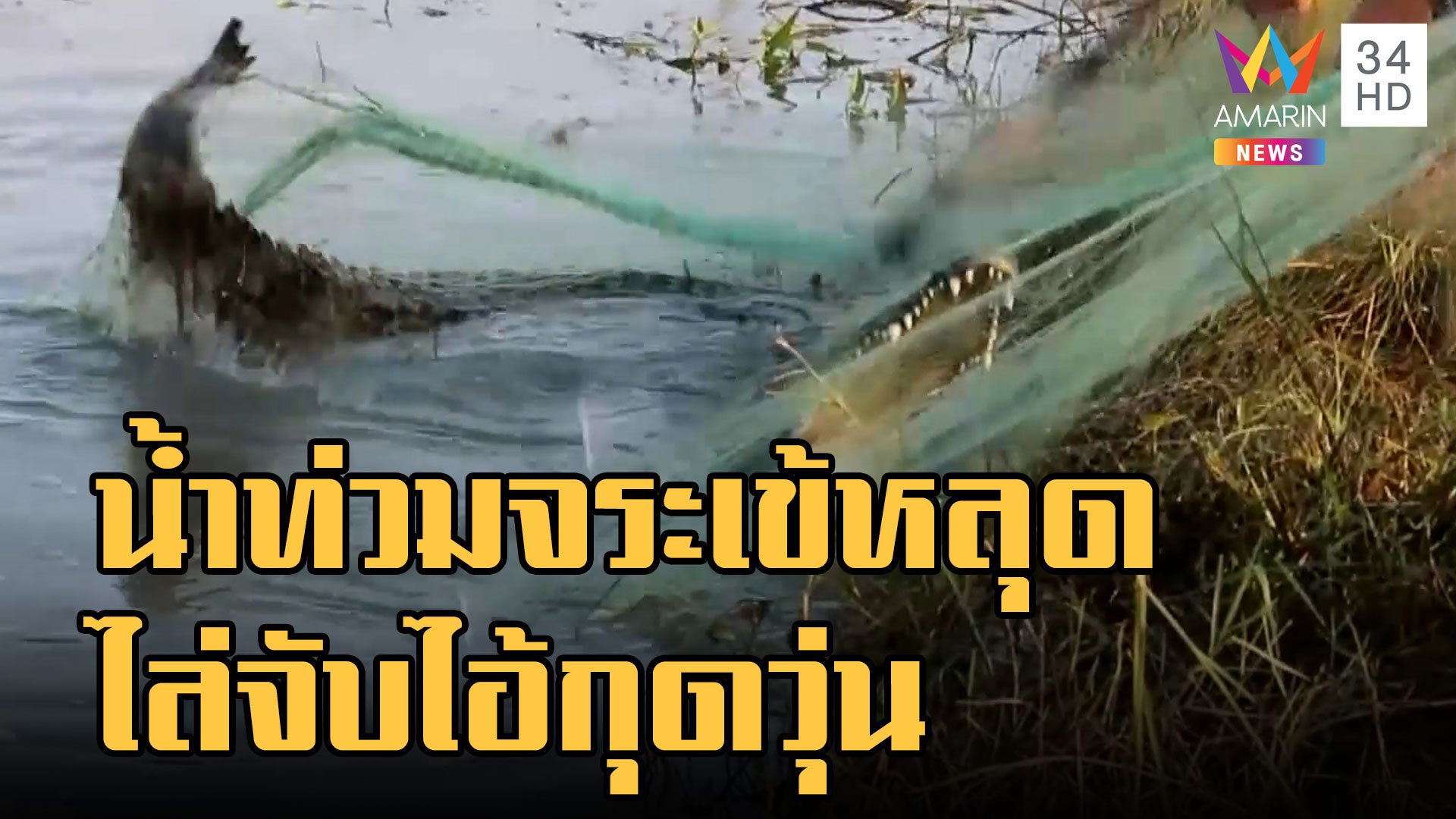 น้ำท่วมจระเข้หลุด ชาวบ้านไล่จับปล่อยบ่อวัดบ้านไร่ | ข่าวเที่ยงอมรินทร์ | 21 ต.ค. 65 | AMARIN TVHD34