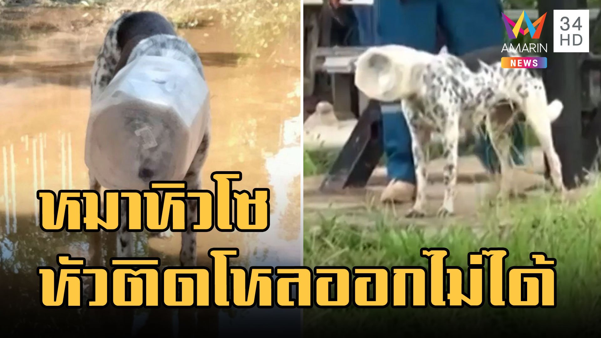 หมาจรจัดหิวโซหัวติดโหลกินไม่ข้าวไม่ได้ ชาวบ้านไล่จับกันวุ่น | ข่าวเที่ยงอมรินทร์ | 26 ส.ค. 65 | AMARIN TVHD34