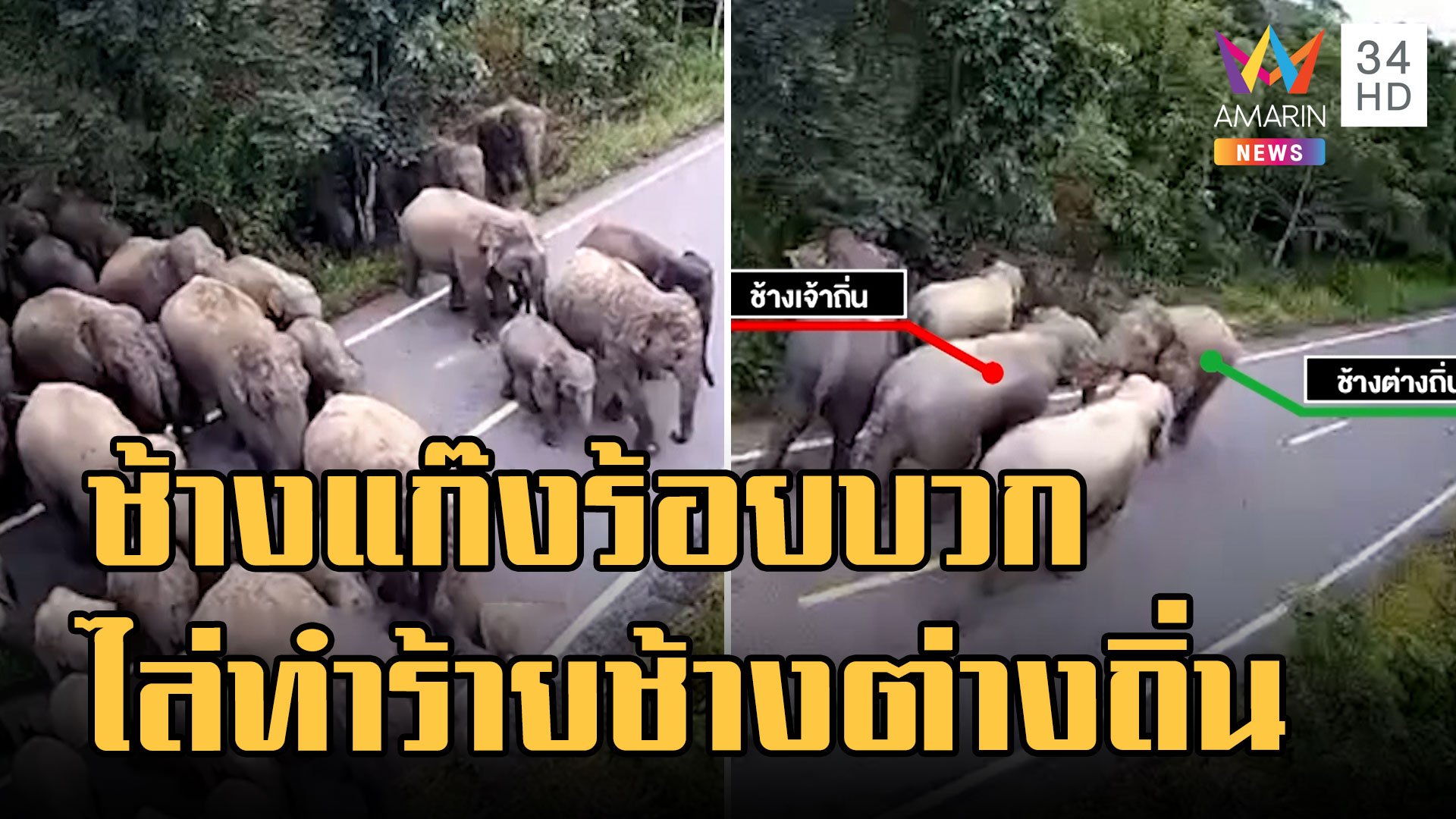 ใหญ่ชนใหญ่! ช้างป่าพลัดถิ่นถูกช้างป่าเจ้าถิ่นไล่ทำร้าย | ข่าวเที่ยงอมรินทร์ | 29 ก.ย. 65 | AMARIN TVHD34