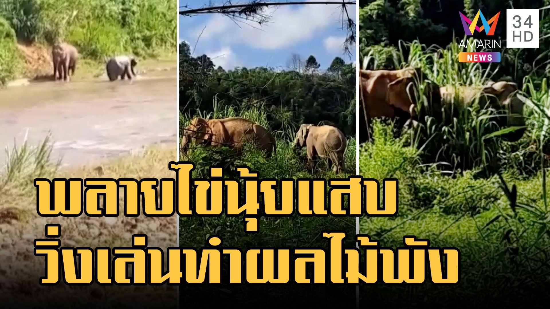 พลายไข่นุ้ย ช้างป่าชวนช้างบ้านวิ่งเล่น ทำสวนผลไม้พังราบ | ข่าวเที่ยงอมรินทร์ | 30 พ.ย. 65 | AMARIN TVHD34