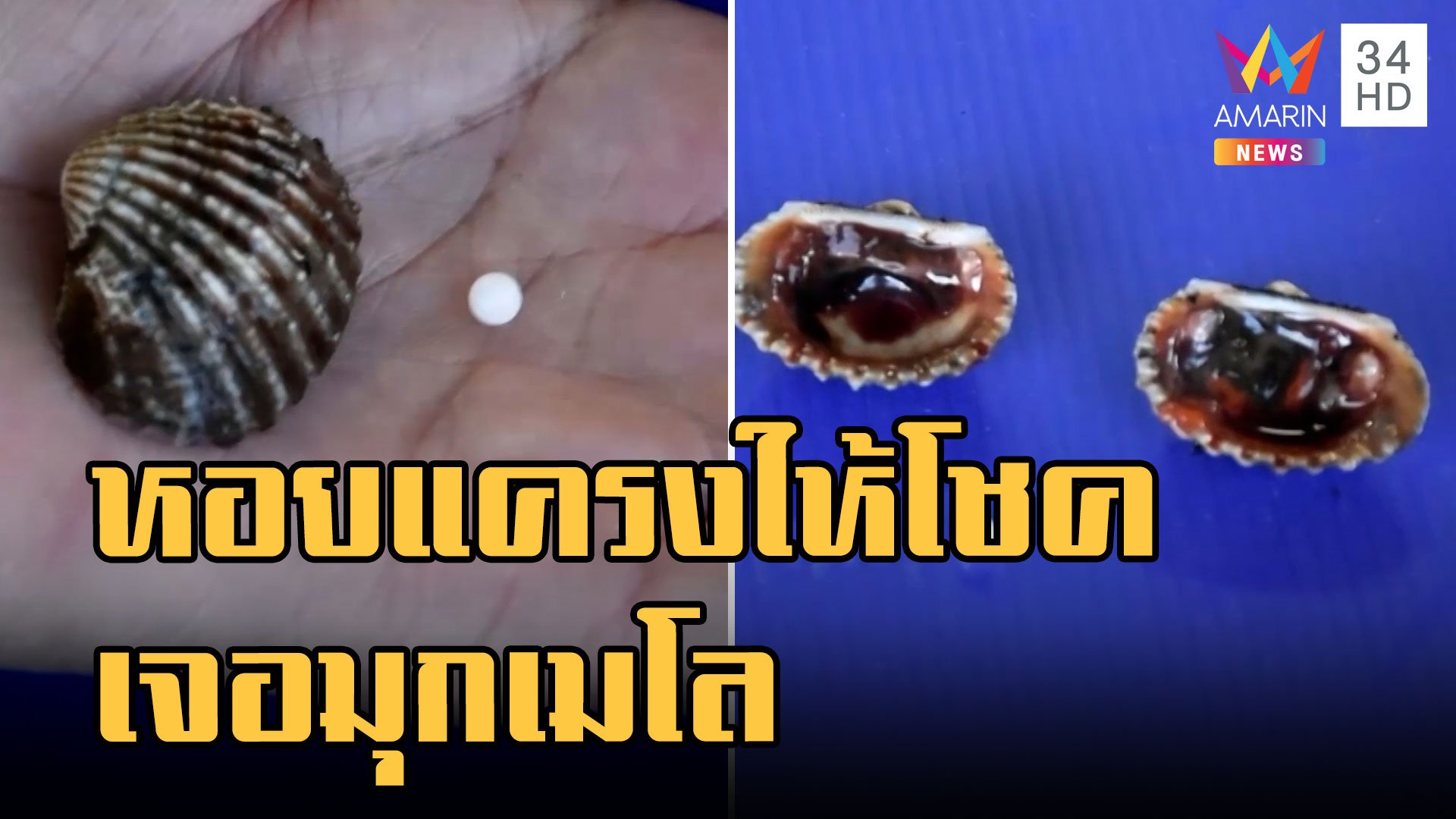สาวกินหอยแครงให้โชคเจอ "ไข่มุกเมโล" | ข่าวเที่ยงอมรินทร์ | 31 ส.ค. 65 | AMARIN TVHD34