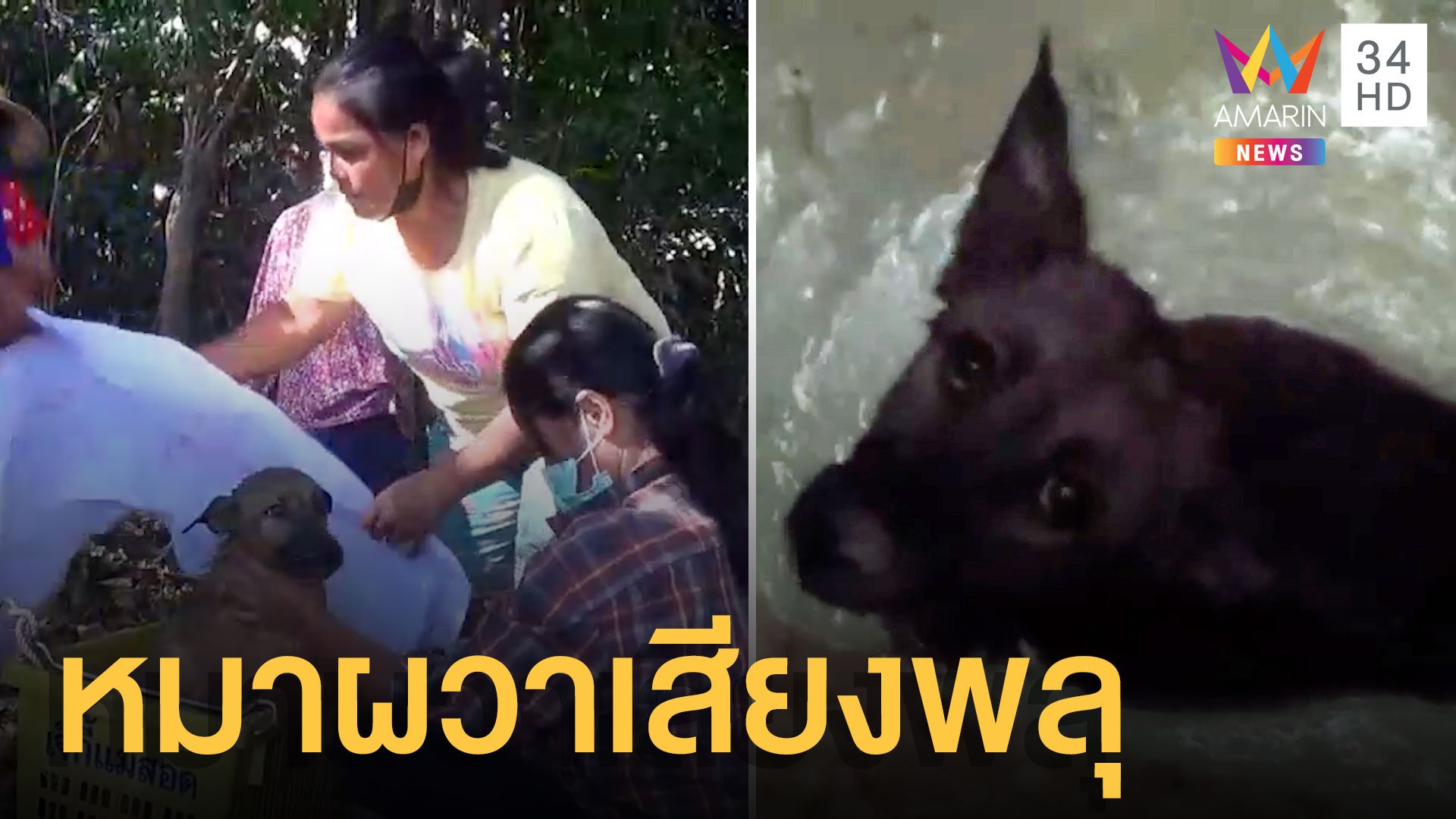 เจ้าของร้องไห้โฮ หมาสุดรักตกใจเสียงพลุหนีหาย 3 วัน สุดท้ายเจอในบ่อน้ำ | ข่าวอรุณอมรินทร์ | 4 ม.ค. 65 | AMARIN TVHD34