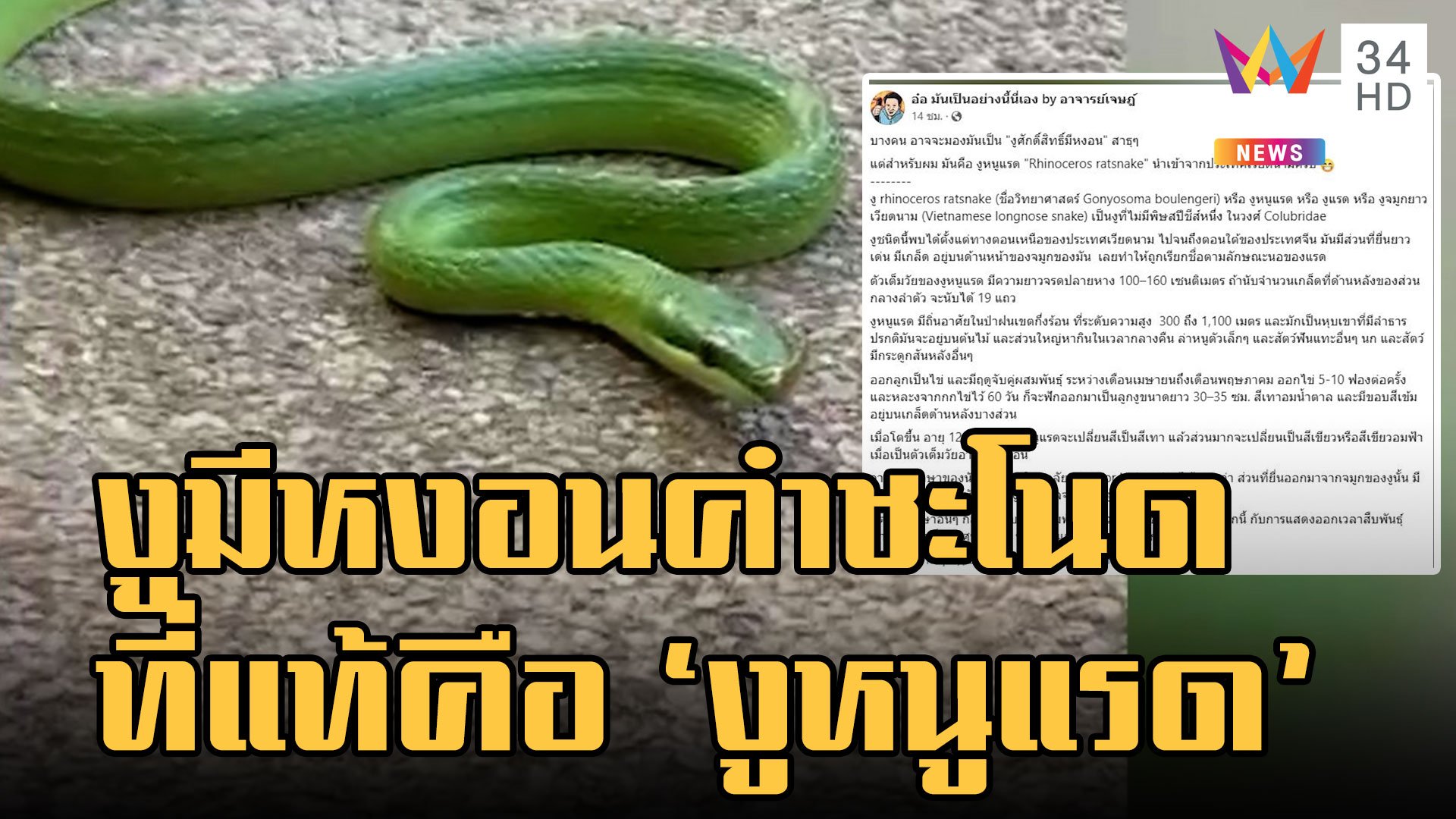อ.เจษฎา บอกแล้วงูมีหงอนคือ "งูหนูแรด" หงอนใช้ผสมพันธุ์  | ข่าวเที่ยงอมรินทร์ | 4 ธ.ค. 65 | AMARIN TVHD34