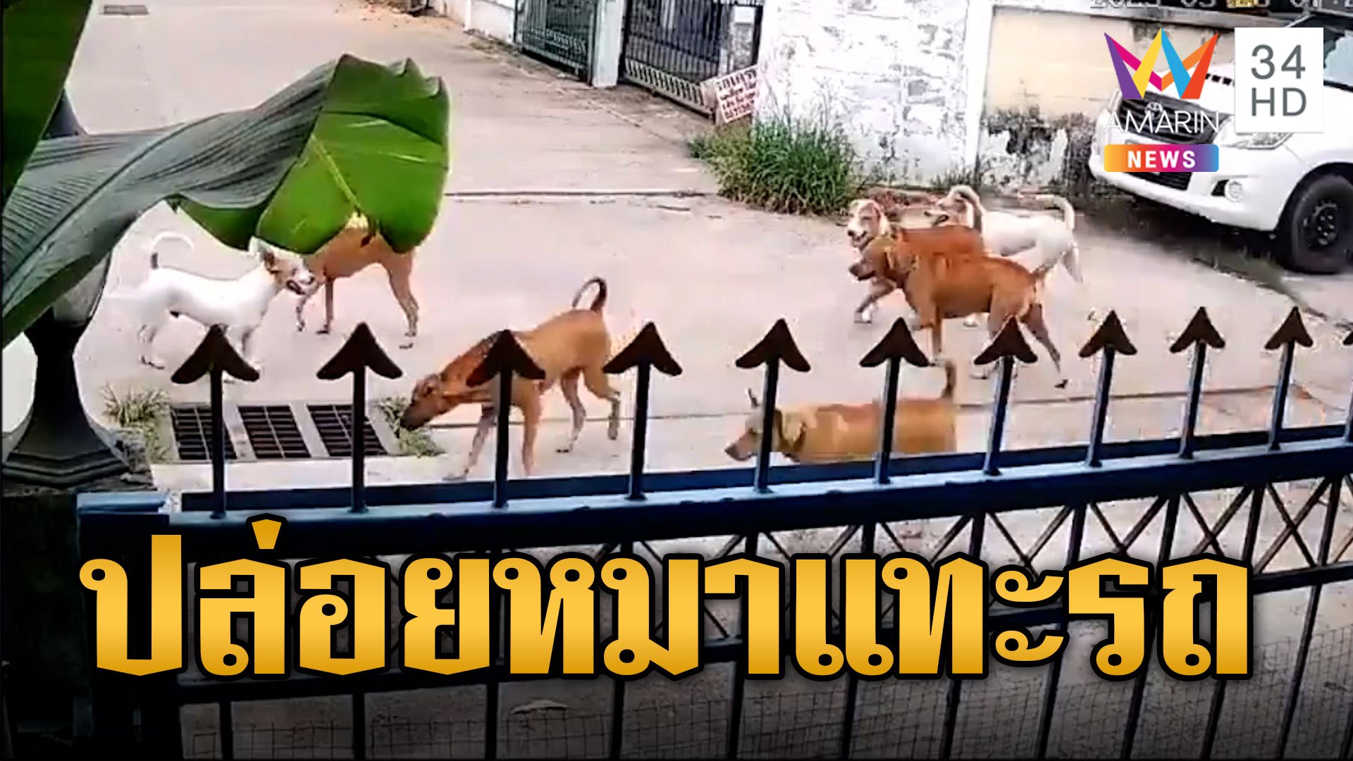 ชาวบ้านร้อง เทศกิจปล่อยหมานับสิบ กัดแทะรถเดือดร้อนทั้งซอย | ข่าวเที่ยงอมรินทร์ | 8 ก.ค. 66 | AMARIN TVHD34