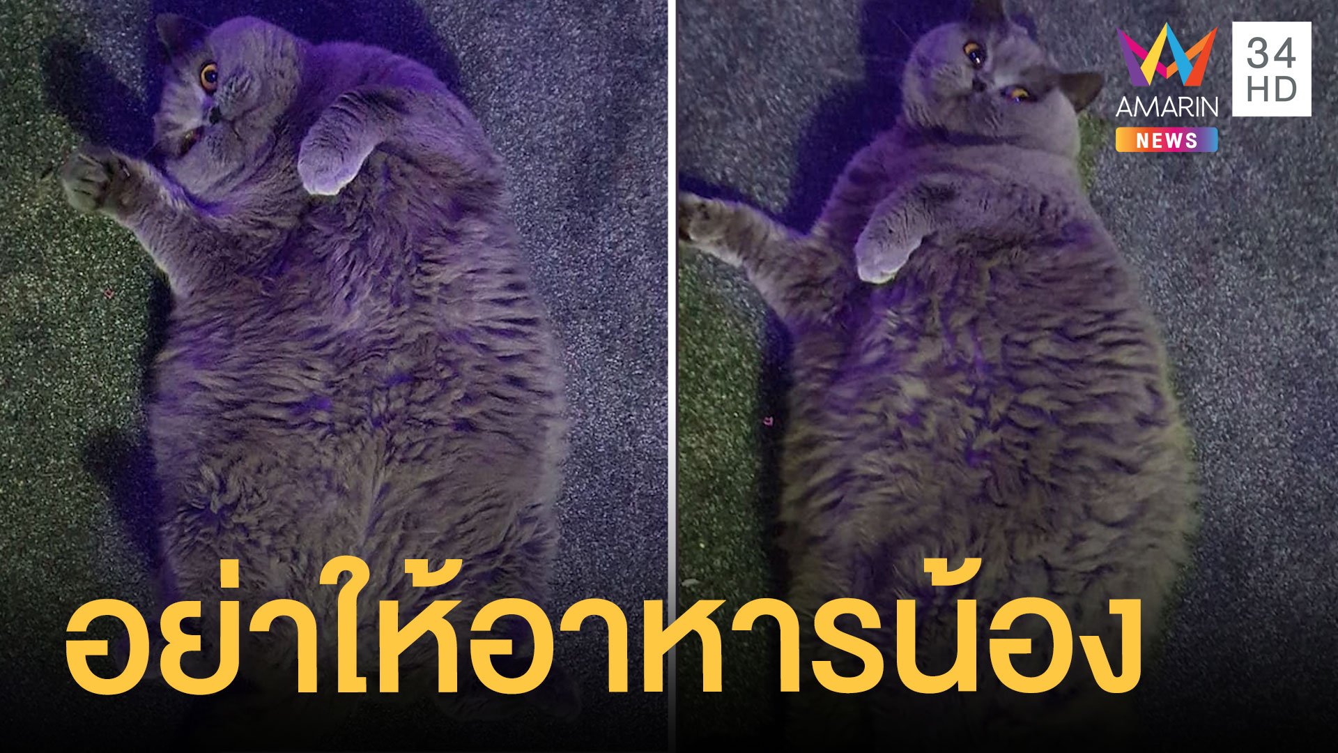 เจ้าของแมวขอเพื่อนบ้านหยุดให้อาหาร เพราะมันอ้วน 8 กิโลแล้ว | ข่าวอรุณอมรินทร์ | 12 พ.ย. 63 | AMARIN TVHD34