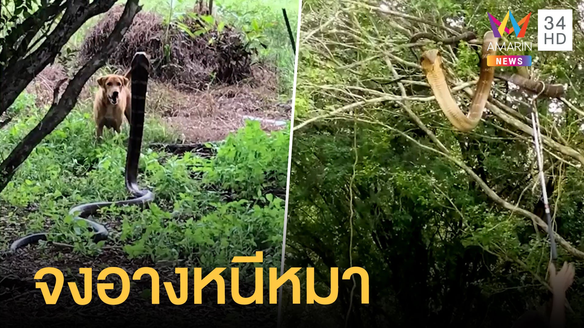 งูจงอางยาว 3 เมตร หนีหมาขึ้นต้นไม้ | ข่าวอรุณอมรินทร์ | 12 เม.ย. 64 | AMARIN TVHD34