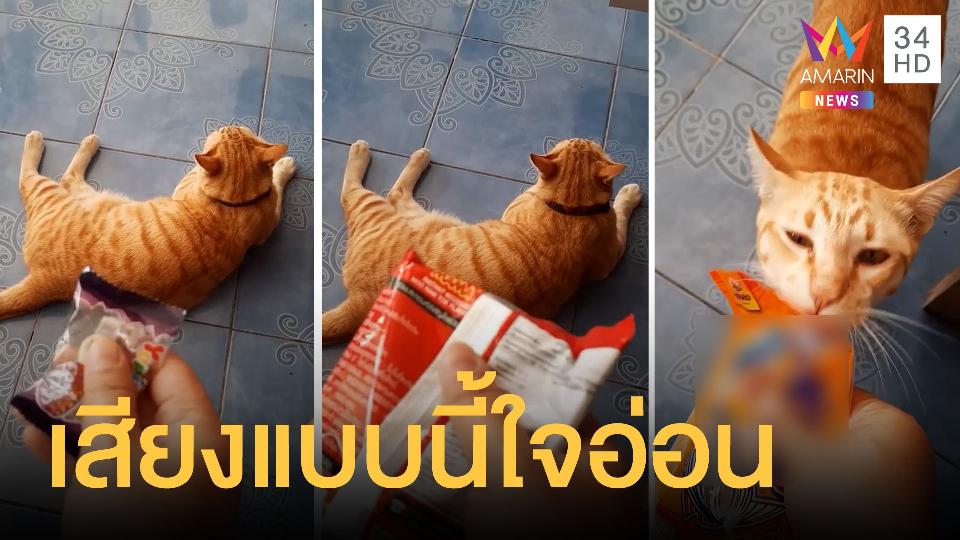 น้องแมวรู้มากจำเสียงถุงขนมที่ชอบได้ | ข่าวอรุณอมรินทร์ | 18 มี.ค. 64 | AMARIN TVHD34
