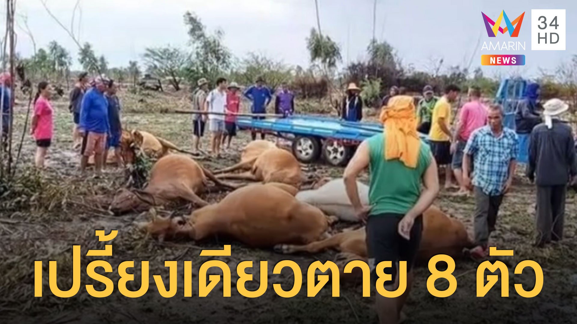 ฟ้าผ่าเปรี้ยงเดียว วัวตายรวด 8 ตัว คนโดนด้วย | ข่าวอรุณอมรินทร์ | 26 พ.ค. 63 | AMARIN TVHD34