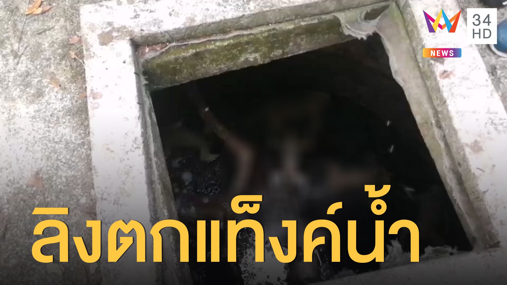 สลด! ลิงแสมเขาตังกวนตกแท็งค์น้ำตายเกลื่อน  | ข่าวเที่ยงอมรินทร์ | 4 มิ.ย. 63 | AMARIN TVHD34