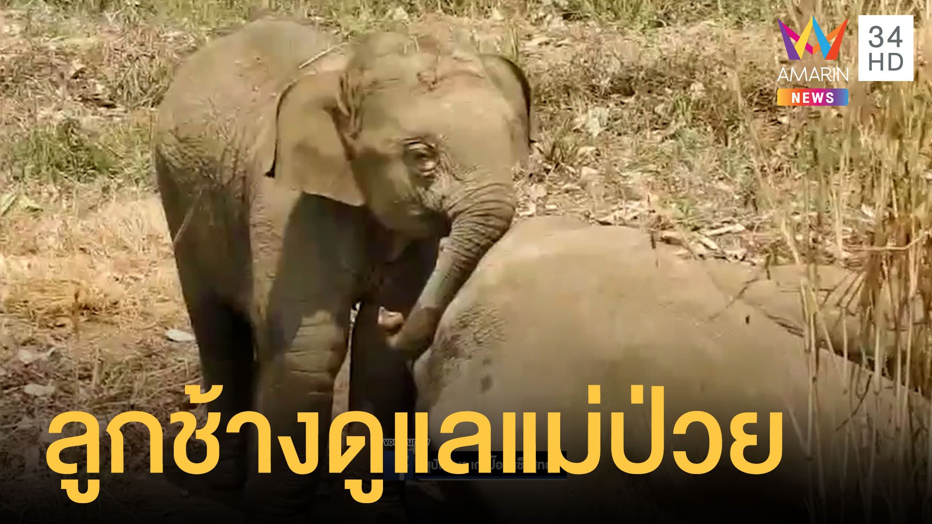 แม่ช้างป่วยลูกช้างกลัวคนทำร้ายแม่ วิ่งไล่ต้อนคนให้ถอยไป | ข่าวอรุณอมรินทร์ | 1 มี.ค. 64 | AMARIN TVHD34