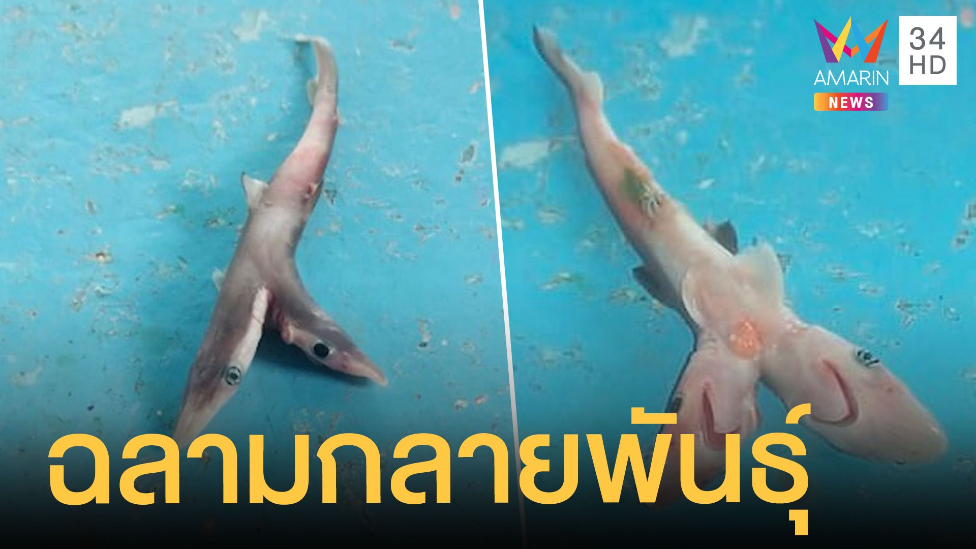 เจอฉลามสองหัว ชาวประมงจับได้ โยนคืนทะเล | ข่าวอรุณอมรินทร์ | 18 ต.ค. 63 | AMARIN TVHD34