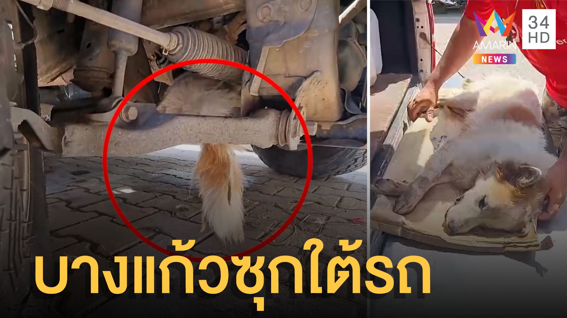 หมาบางแก้วซุกใต้เครื่องรถกระบะ ต้องยิงยาสลบช่วยเพราะมันขู่ | ข่าวเที่ยงอมรินทร์ | 18 ก.ค. 65 | AMARIN TVHD34