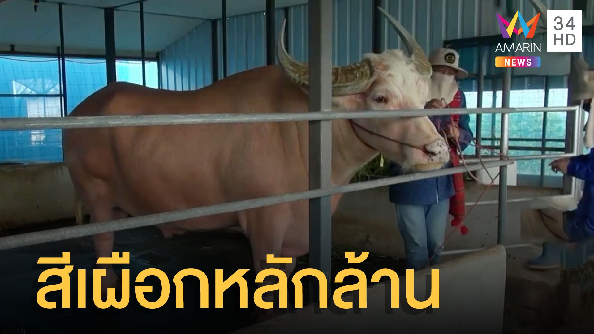 ควายไทยสีเผือก มูลค่าหลายล้านตัวเดียวในโลก | ข่าวเที่ยงอมรินทร์ | 21 มี.ค. 65 | AMARIN TVHD34