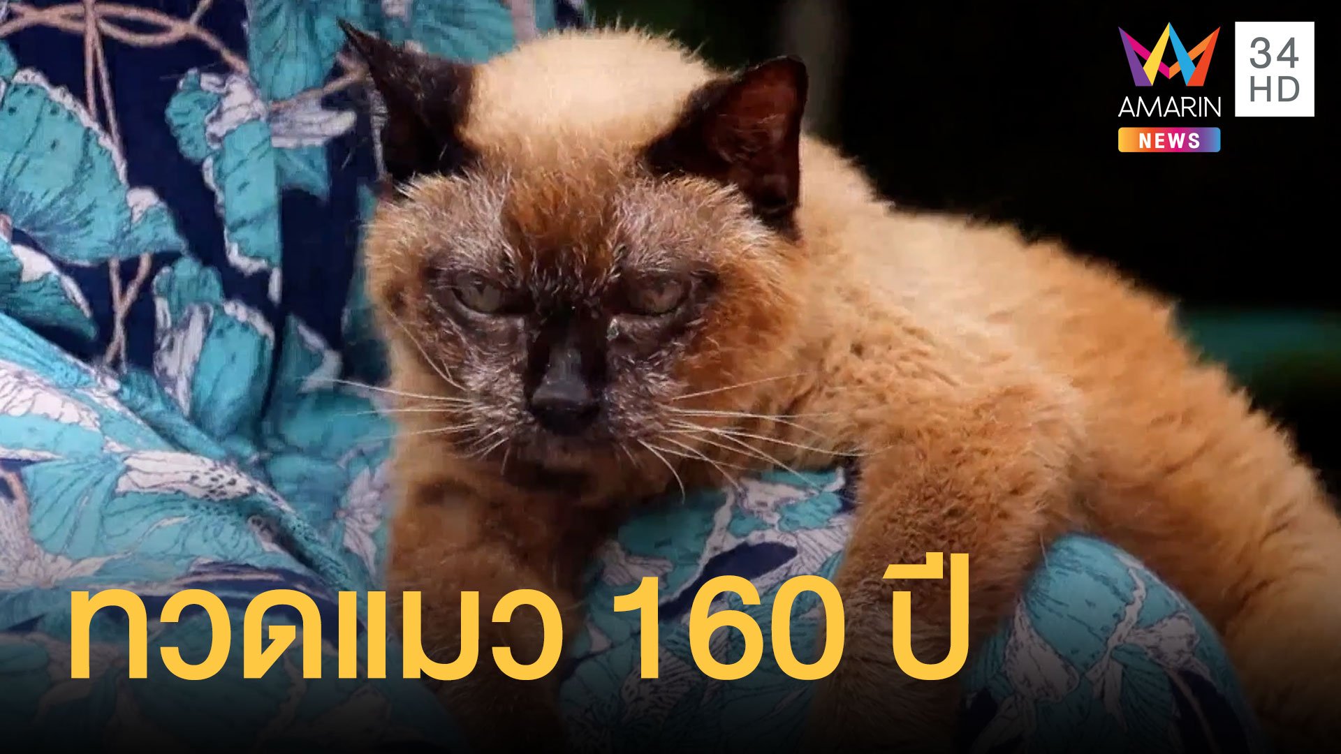แมววิเชียรมาศ 34 ปี เท่ากับคนอายุ 160 ปี | ข่าวอรุณอมรินทร์ | 22 มี.ค. 64 | AMARIN TVHD34