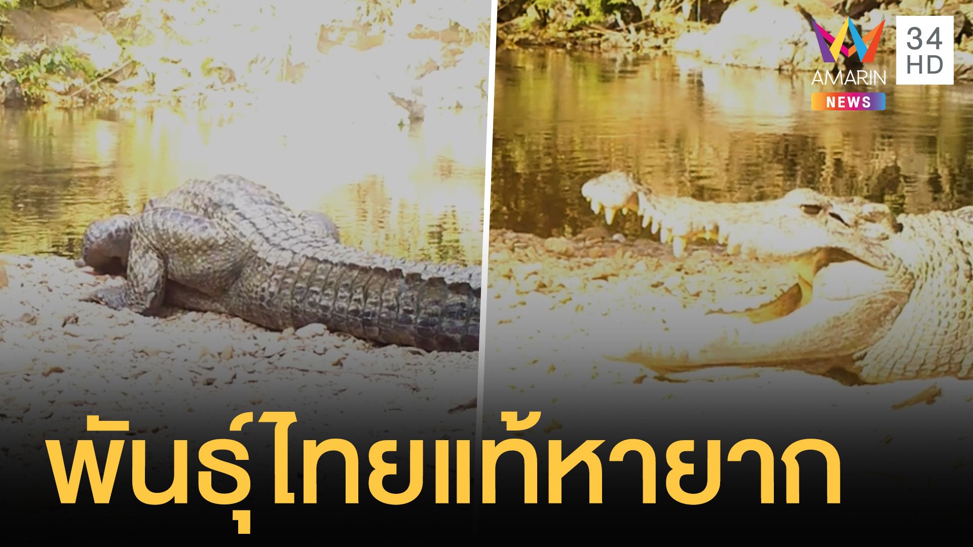 เจอจระเข้สายพันธุ์ไทยหายากอาบแดดในป่าแก่งกระจาน | ข่าวอรุณอมรินทร์ | 24 ม.ค. 64 | AMARIN TVHD34