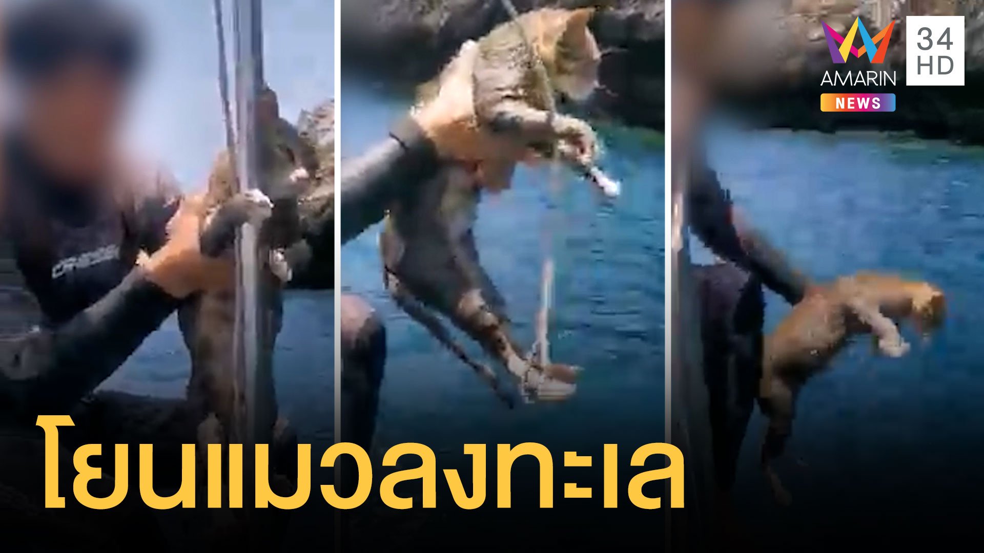 หนุ่มแกล้งแมวจับโยนทะเล ชาวเน็ตถล่มเละ | ข่าวอรุณอมรินทร์ | 29 เม.ย. 64 | AMARIN TVHD34