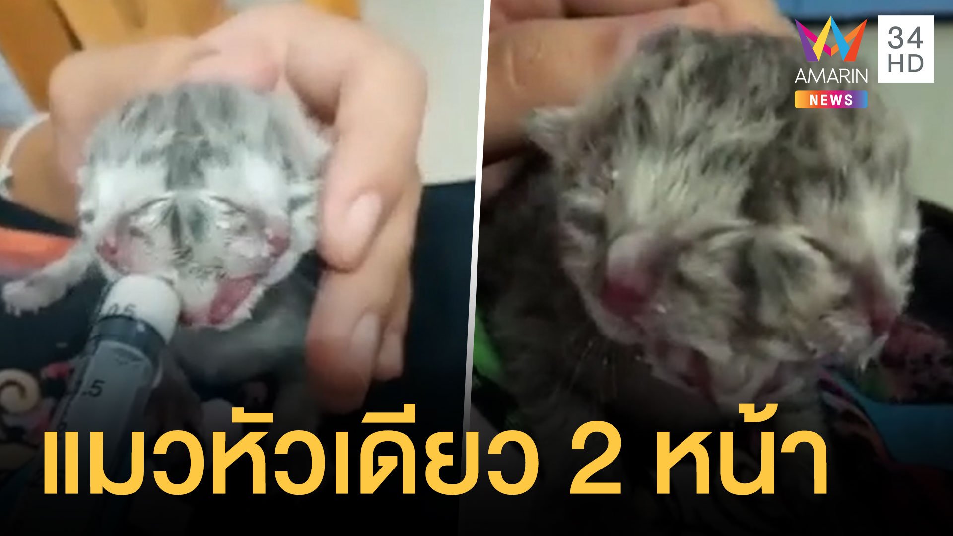 น้องแมวเกิดมามีหัวเดียว แต่มีสองหน้า | ข่าวอรุณอมรินทร์ | 29 ส.ค. 64 | AMARIN TVHD34