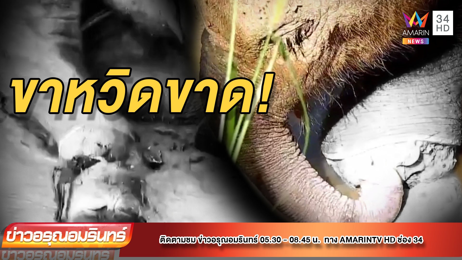 “ขวากรัก” ลูกช้างป่าติดบ่วงแร้วเท้าหวิดขาด | ข่าวอรุณอมรินทร์ | 30 พ.ย. 64 | AMARIN TVHD34