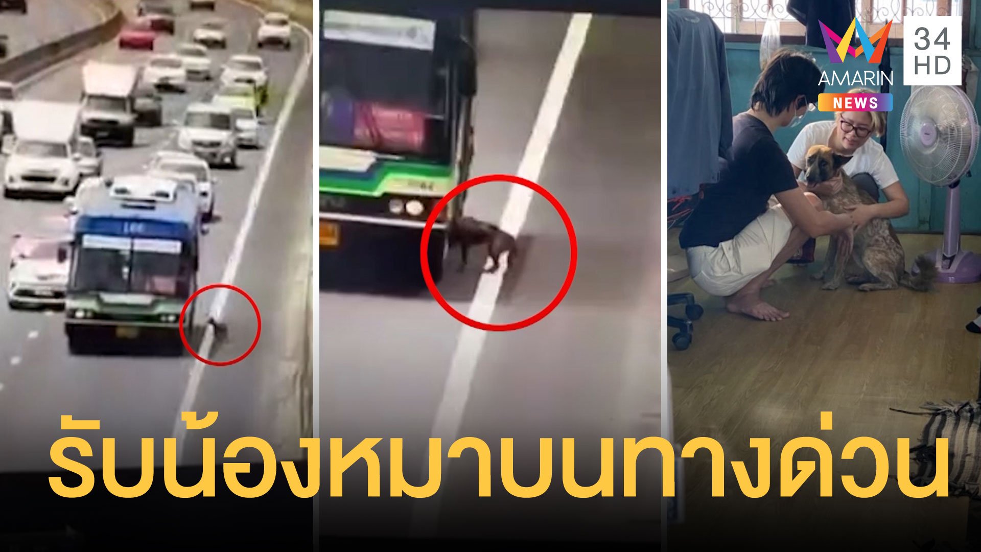 รถเมล์จอดรับหมาบนทางด่วน ตามหาเจ้าของจนเจอ | ข่าวอรุณอมรินทร์ | 31 มี.ค. 64 | AMARIN TVHD34