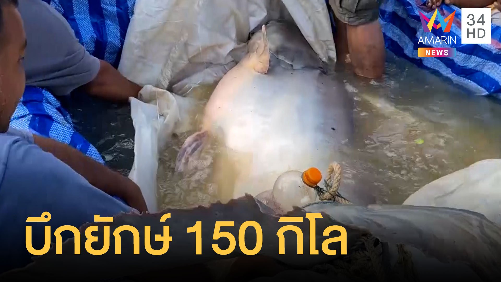 จับปลาบึกยักษ์หนัก 150 กิโล มีคนขอซื้อ 15,000 บาท | ข่าวอรุณอมรินทร์ | 9 มี.ค. 64 | AMARIN TVHD34