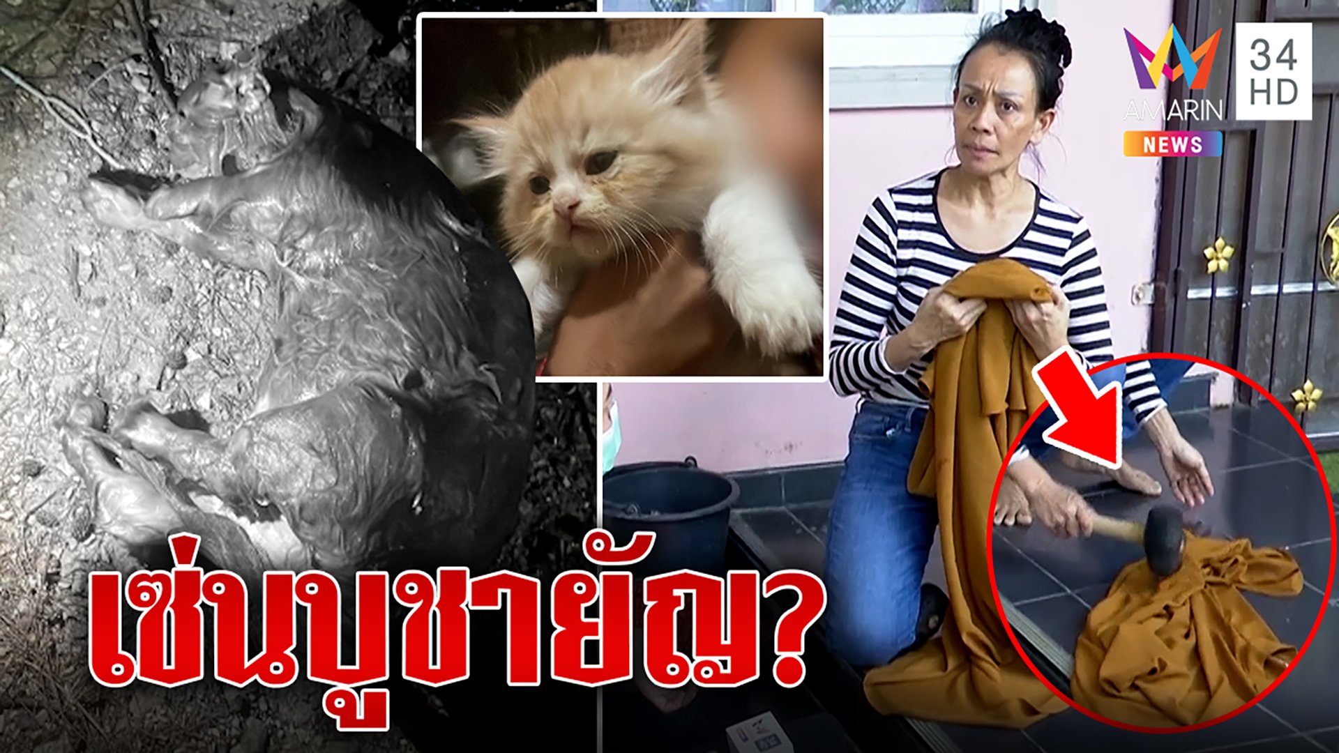 บุกพิสูจน์สาวฆ่าแมวยัดถุงดำ โต้เซ่นบูชายัญ แต่เพื่อนบ้านแฉพฤติกรรมสุดแปลก | ทุบโต๊ะข่าว | 20 ก.พ. 66 | AMARIN TVHD34