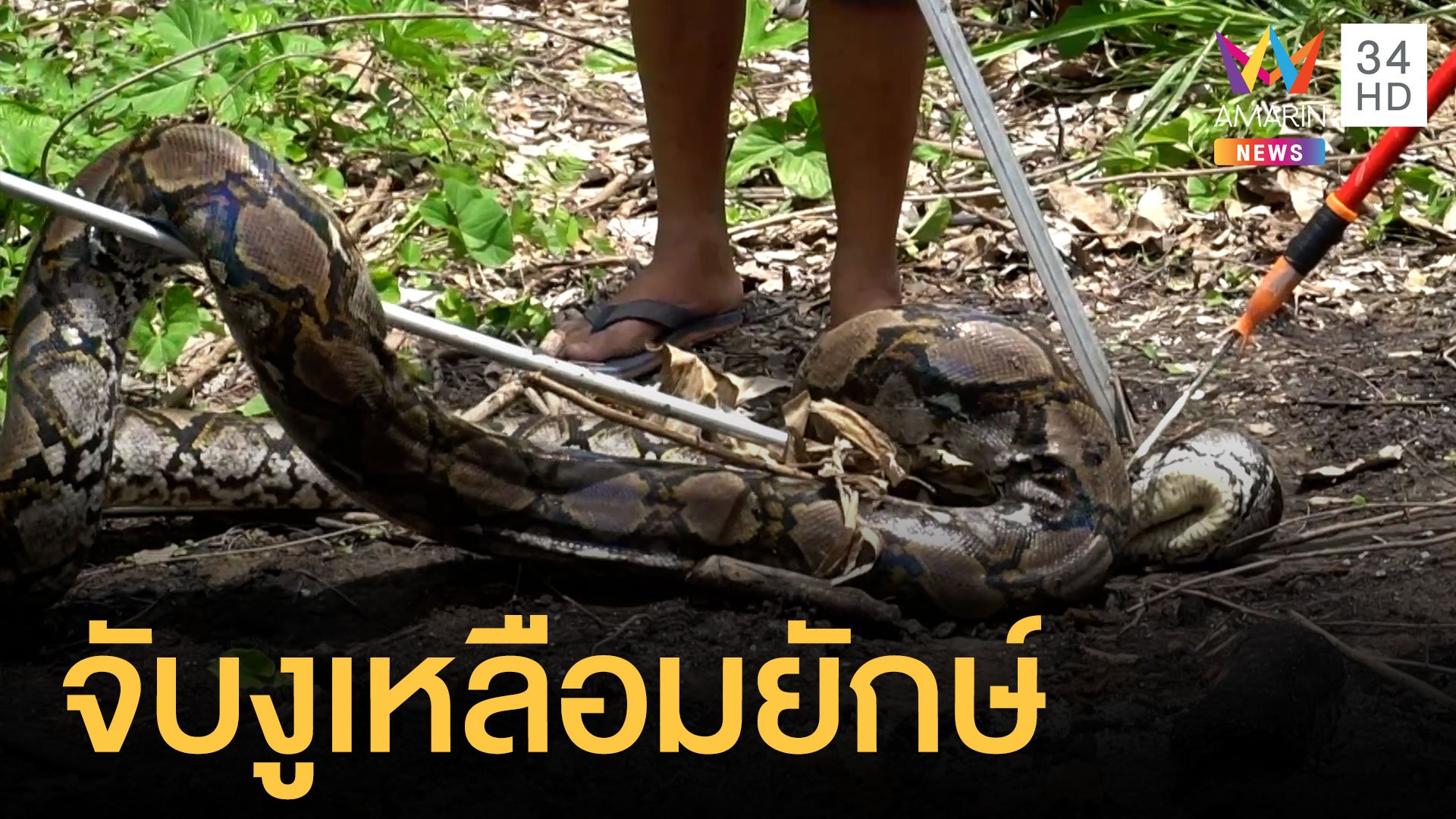 งูเหลือมยักษ์ยาว 5 เมตร เตรียมลอกคราบ | ข่าวอรุณอมรินทร์ | 5 ก.ย. 64 | AMARIN TVHD34