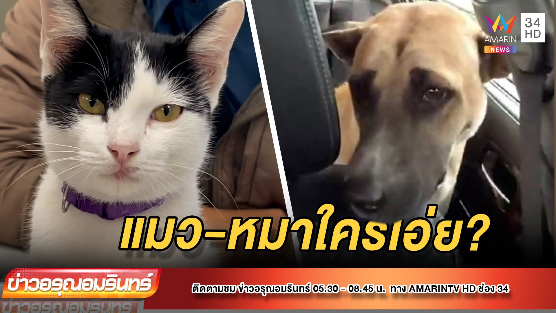 ช่วยแมว-หมา หลงทาง ส่งตร.หาเจ้าของ | ข่าวอรุณอมรินทร์ | 10 พ.ย. 64 | AMARIN TVHD34
