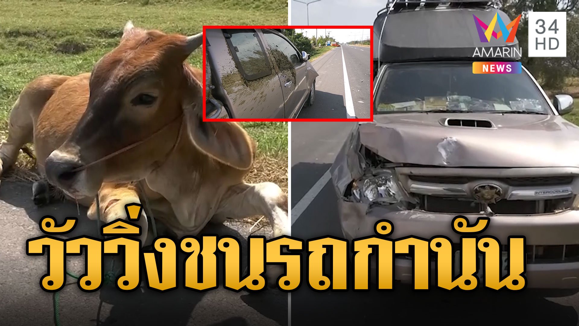 วัวพุ่งชนรถหม้อน้ำแตก ตามหาเจ้าของไม่ได้ ตร.ให้ประมูลหาเงินค่าซ่อม | ข่าวอรุณอมรินทร์ | 10 ธ.ค. 66 | AMARIN TVHD34