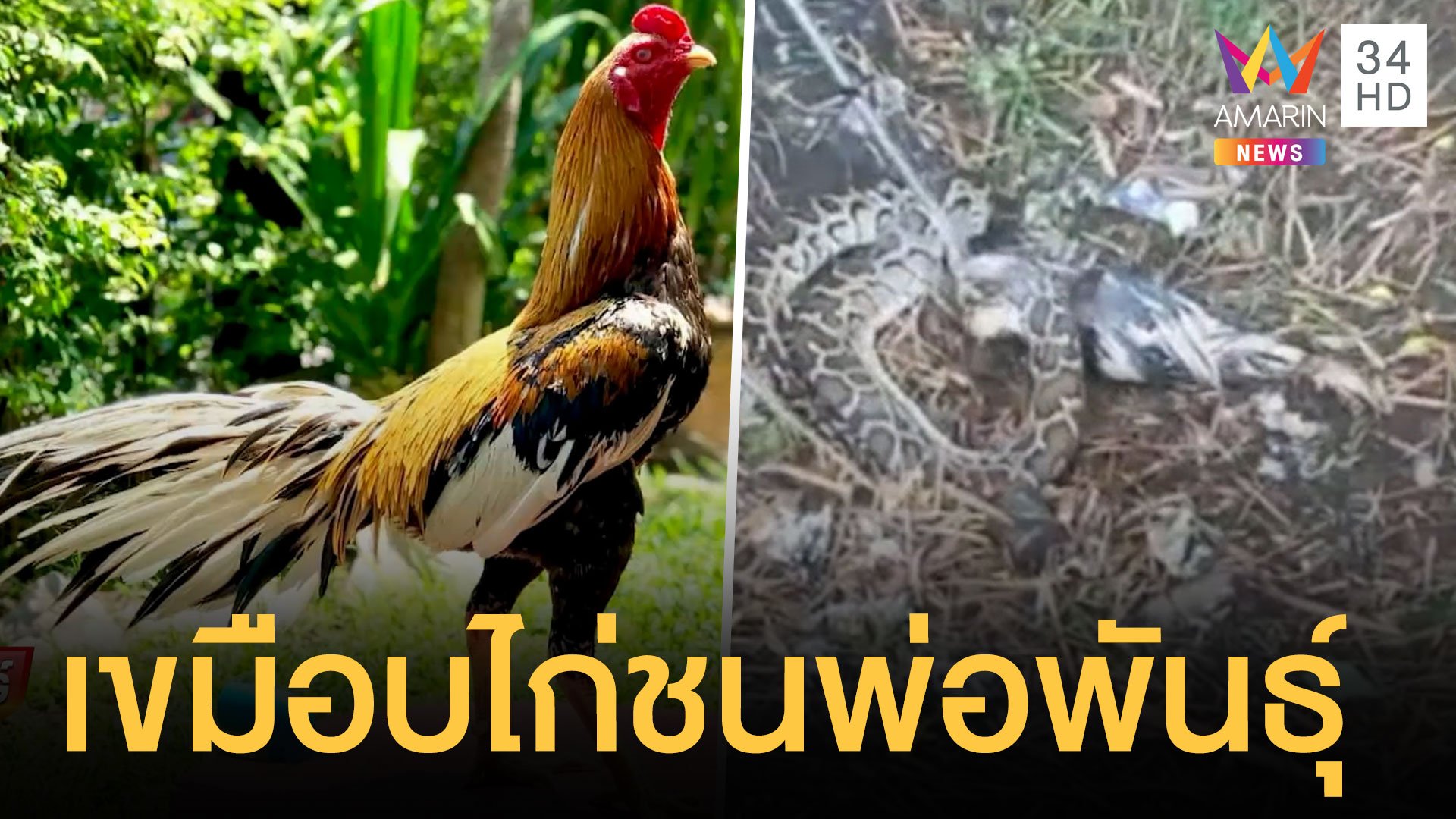 งูหลามกินไก่ชนเหลืองหางขาว ระดับพ่อพันธุ์ | ข่าวอรุณอมรินทร์ | 12 ต.ค. 64 | AMARIN TVHD34