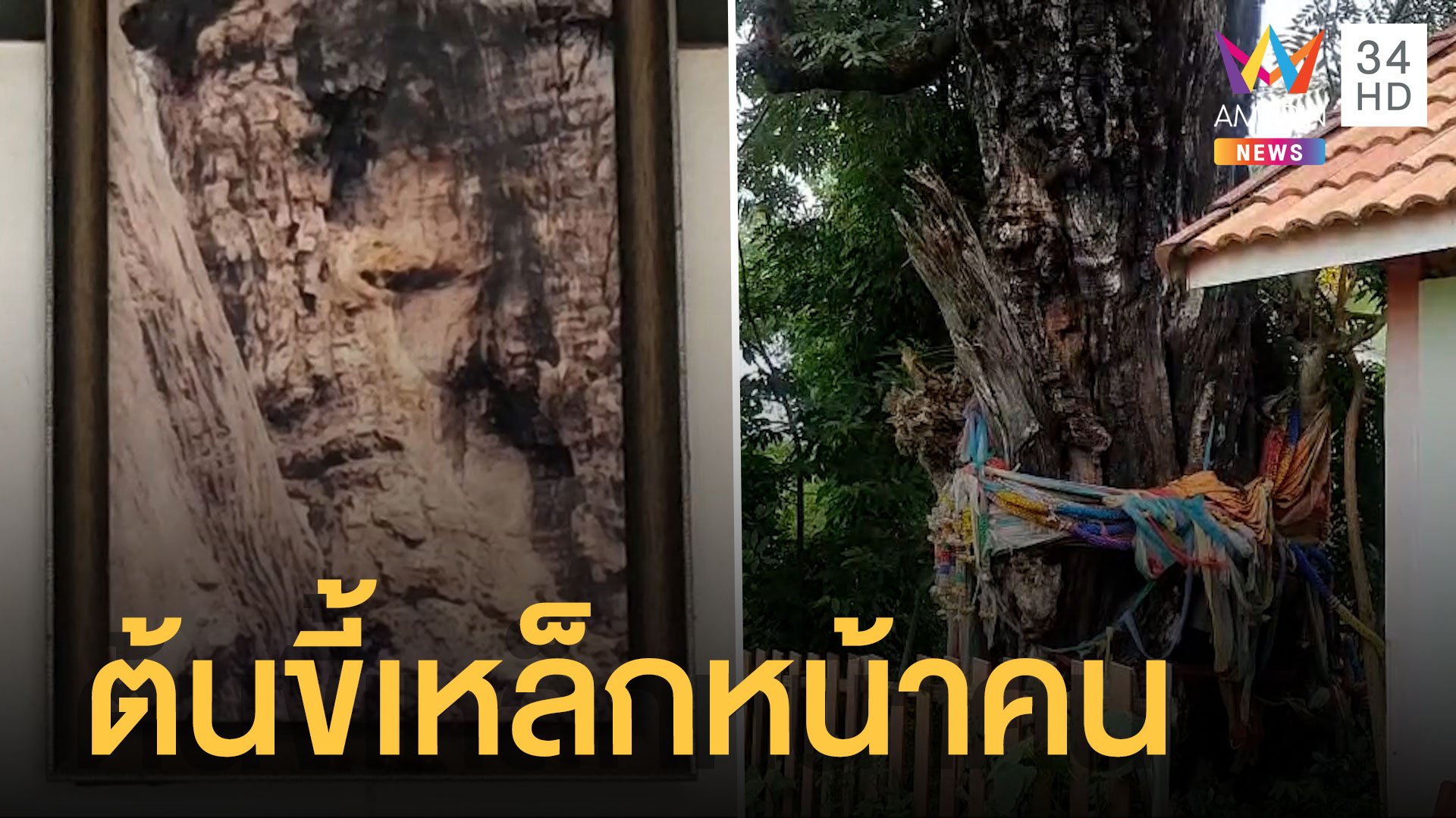ต้นไม้ลายหน้าคนบนต้นขี้เหล็ก 700 ปี ชาวบ้านต้องถ่ายเก็บไว้ | ข่าวอรุณอมรินทร์ | 12 ส.ค. 65 | AMARIN TVHD34