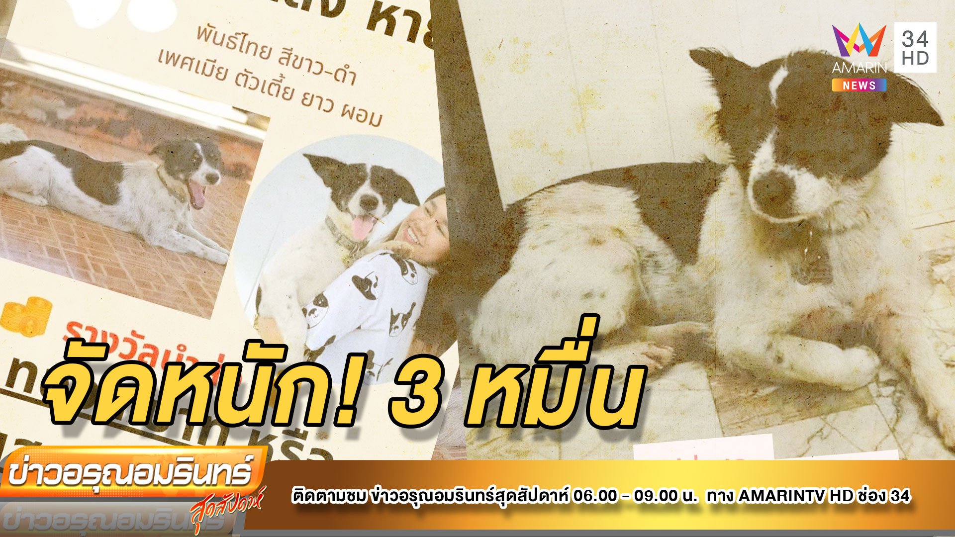 ใจป้ำ! จ่ายทอง 1 บาท - เงิน 3 หมื่น ตามหา “หลิงหลิง” หมาพันธุ์ไทย  | ข่าวอรุณอมรินทร์ | 13 พ.ย. 64 | AMARIN TVHD34