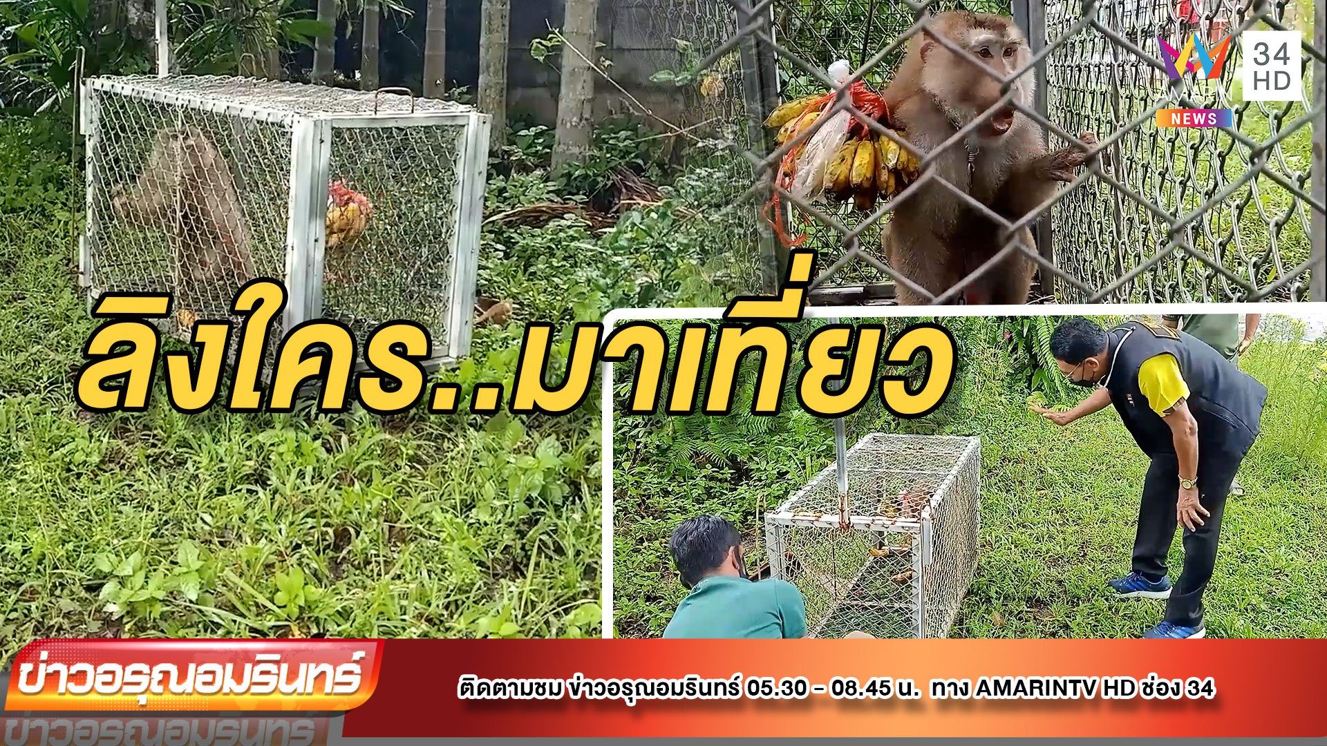จับลิงกังโซ่หลุดเข้ากรง หลังโผล่เที่ยวหมู่บ้านจัดสรร | ข่าวอรุณอมรินทร์ | 14 ต.ค. 64 | AMARIN TVHD34