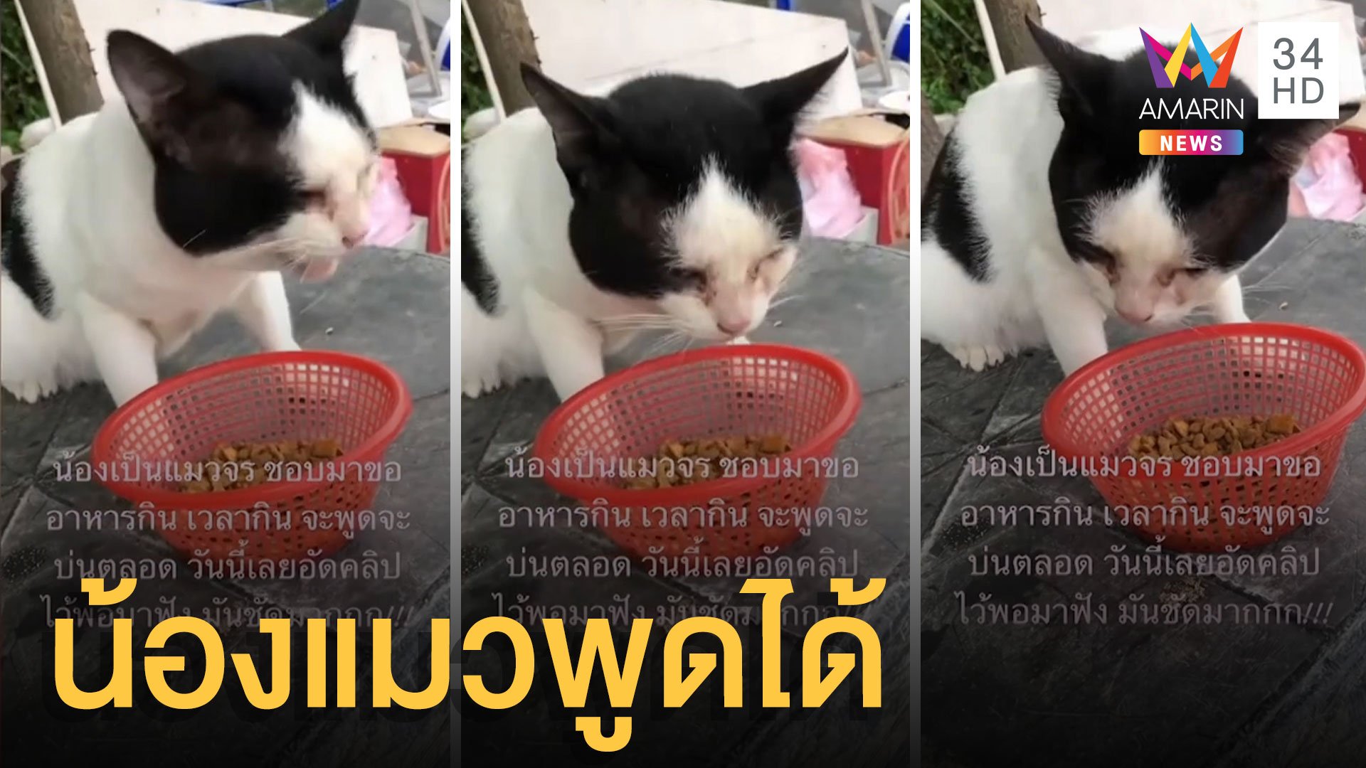 แมวจรพูดได้ กินอาหารถามคำตอบคำ | ข่าวอรุณอมรินทร์ | 14 ก.ย. 64 | AMARIN TVHD34