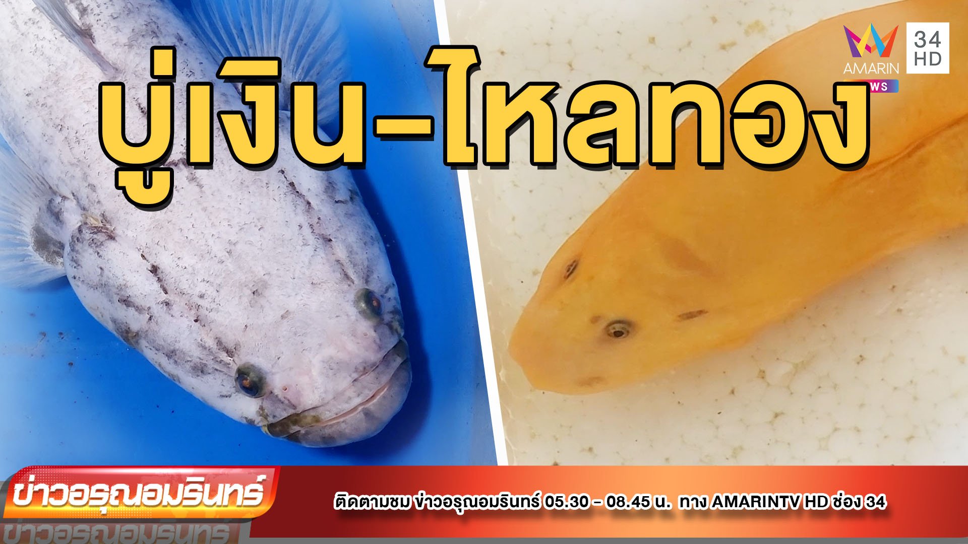 ฮือฮา! ปลาบู่เงิน ปลาไหลทอง ให้โชคหลายงวด | ข่าวอรุณอมรินทร์ | 15 ก.ค. 65 | AMARIN TVHD34