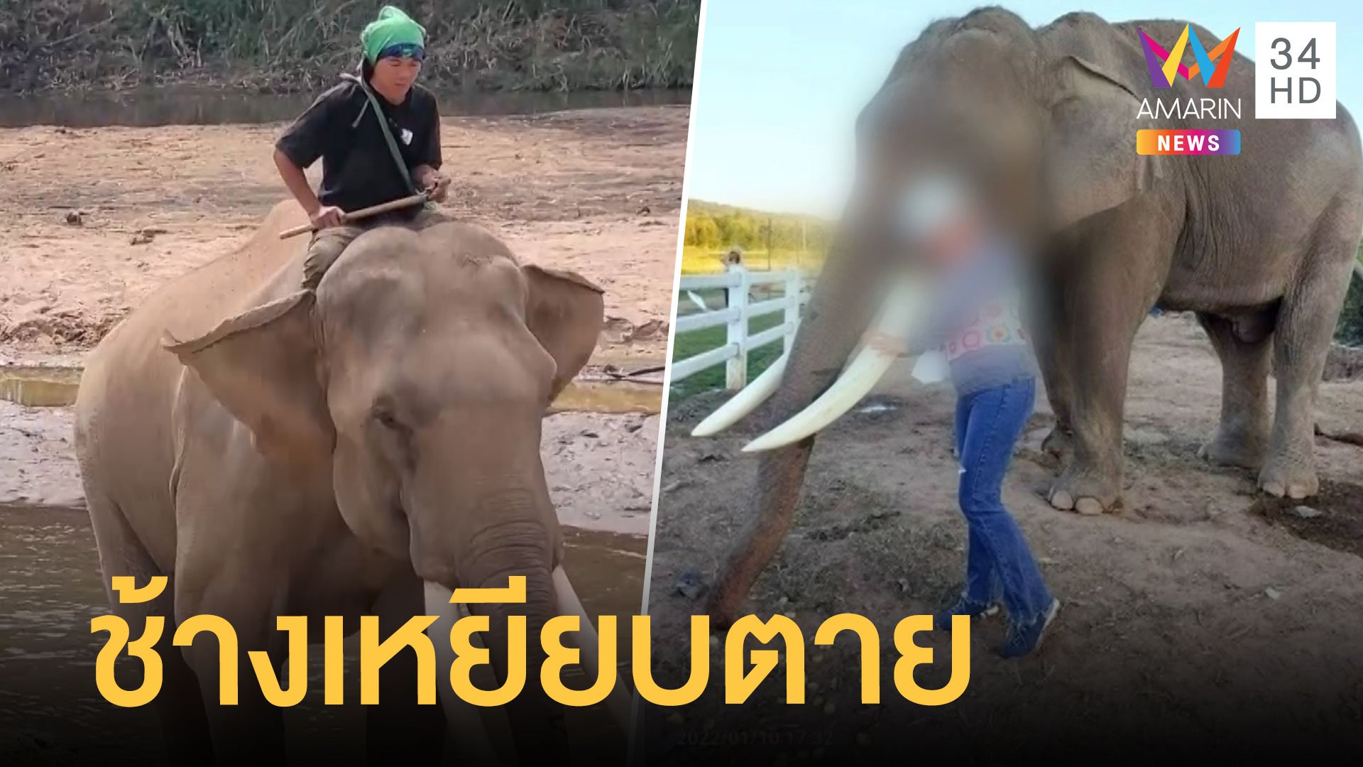 สาวลอดท้องช้างสะเดาะเคราะห์ ช้างเตะกระทืบซ้ำตาย | ข่าวอรุณอมรินทร์ | 16 ม.ค. 65 | AMARIN TVHD34