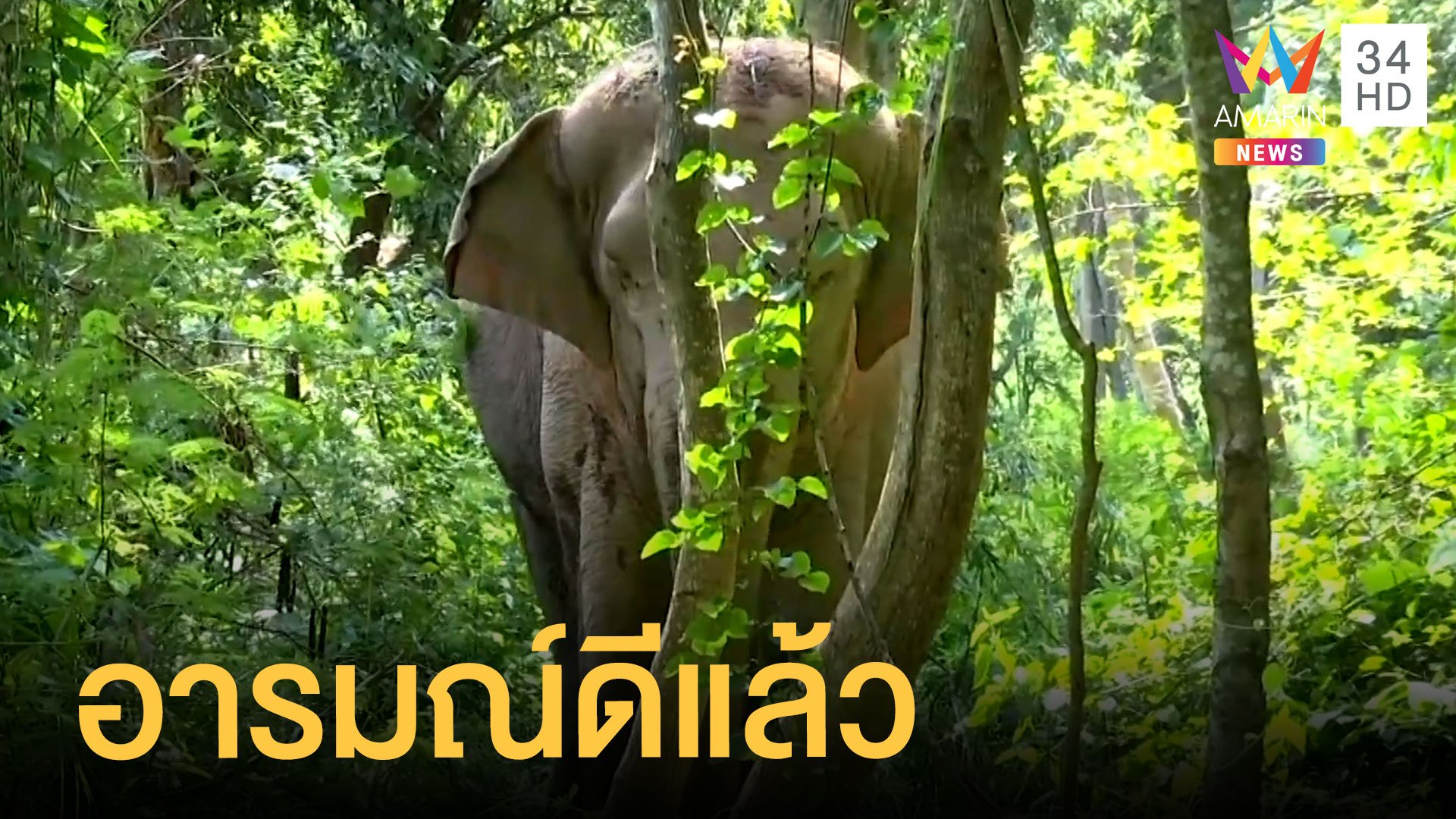 ควาญช้างเผยสาเหตุ พังเชอรี่ คลั่ง | ข่าวเที่ยงอมรินทร์ | 16 เม.ย. 64 | AMARIN TVHD34