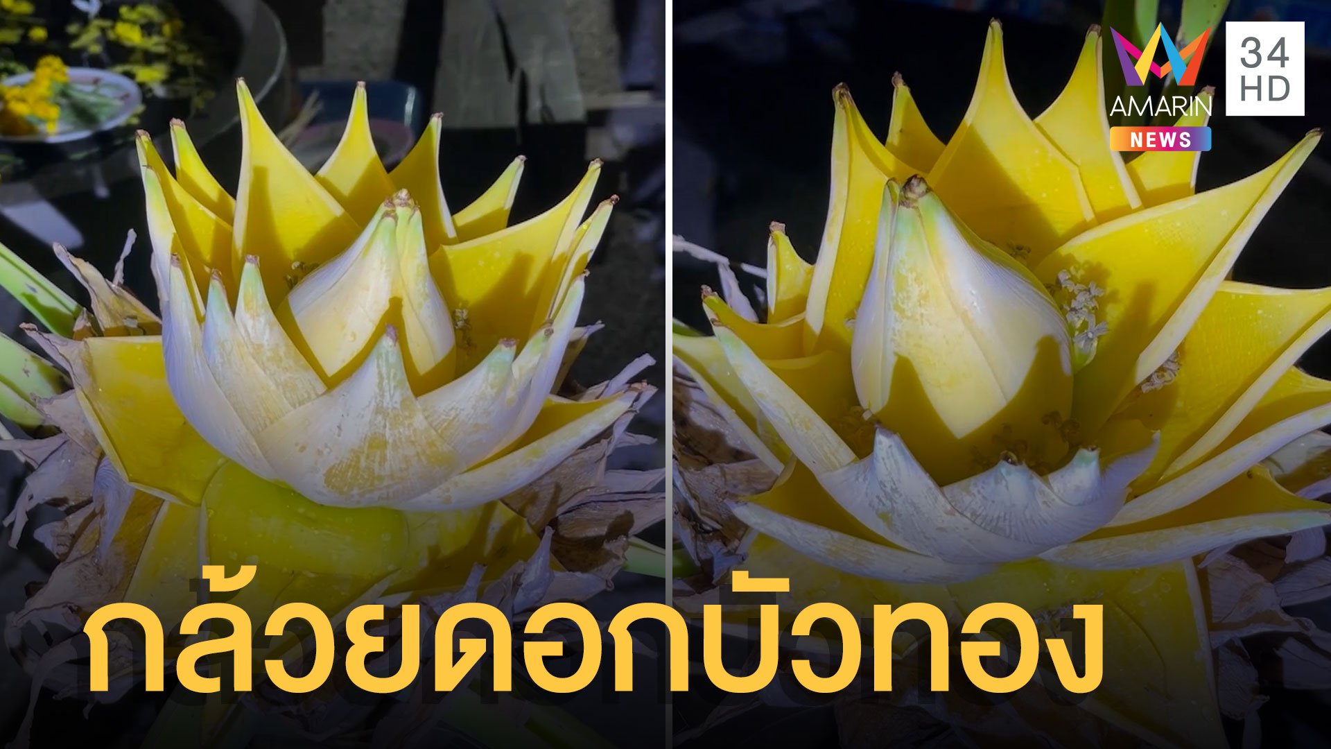 ต้นกล้วยประหลาดออกดอกคล้ายดอกบัวทอง | ข่าวอรุณอมรินทร์ | 16 เม.ย. 65 | AMARIN TVHD34