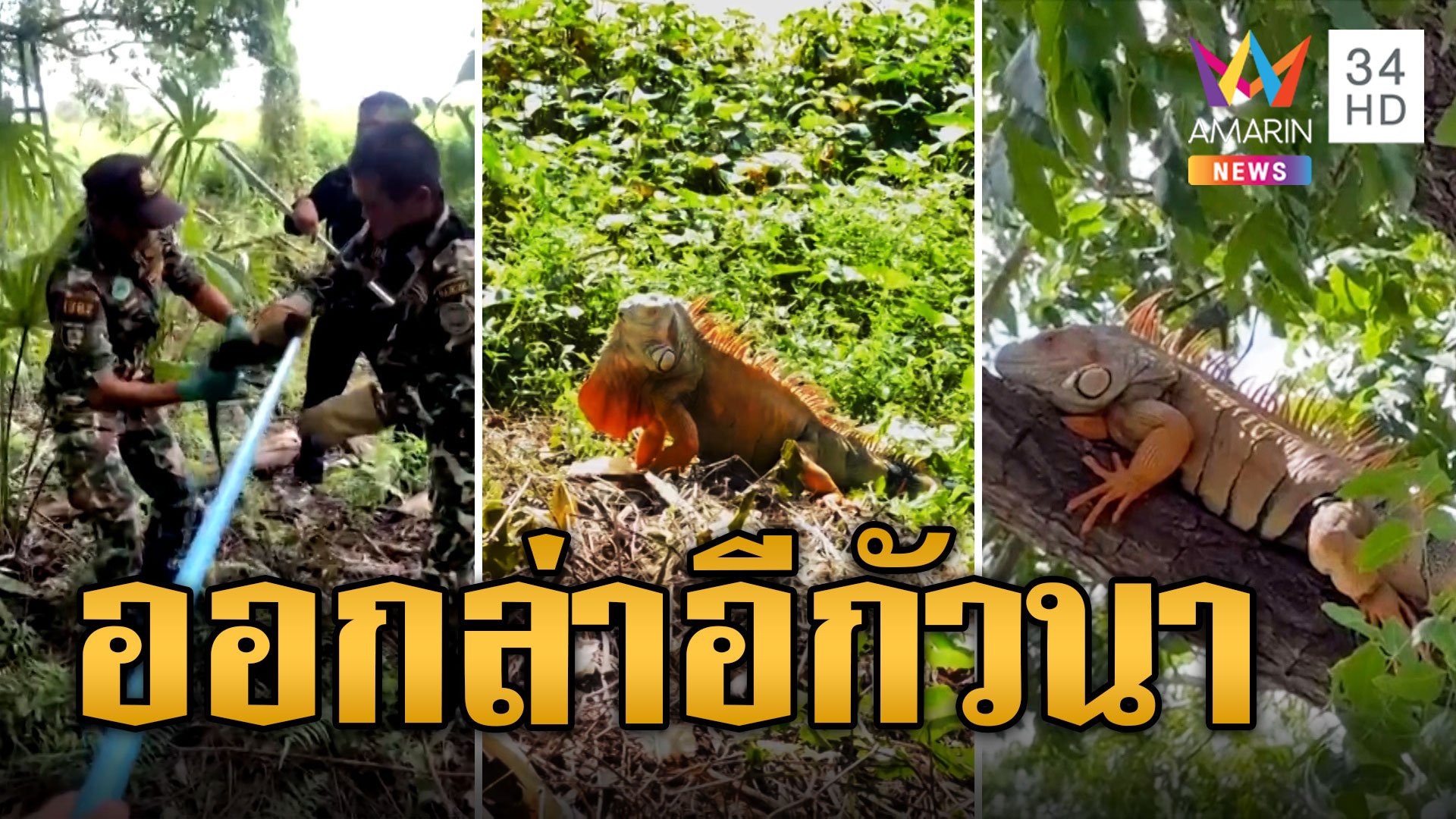 ล่า อีกัวนา ทั่วไทย คนเลี้ยงไม่ไหวเอาไปปล่อยป่า ระบบนิเวศพัง | ข่าวอรุณอมรินทร์ | 17 พ.ย. 66 | AMARIN TVHD34