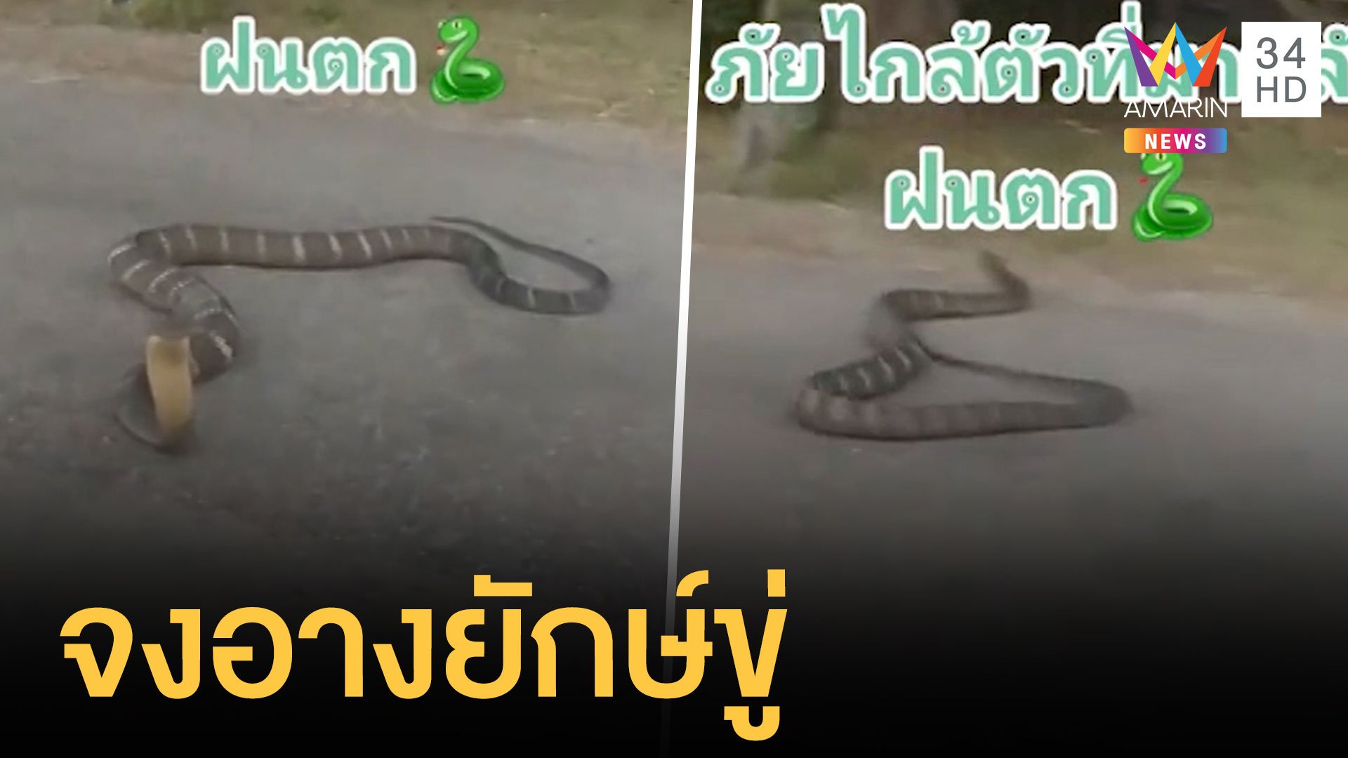 งูจงอางยักษ์แผ่แม่เบี้ยแถมเลื้อยเข้าบ้าน | ข่าวอรุณอมรินทร์ | 17 ส.ค. 64 | AMARIN TVHD34