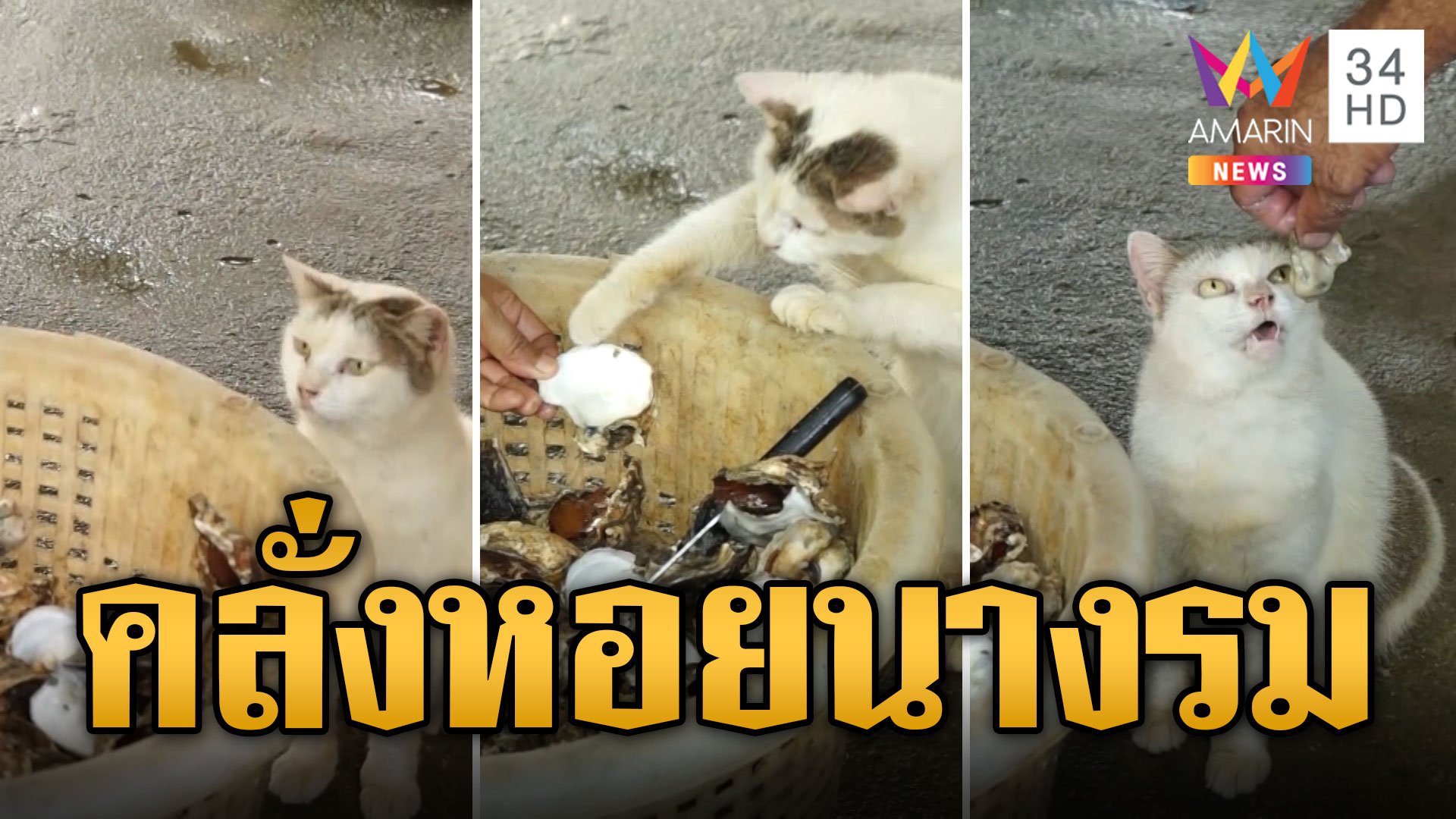 "น้องบัว" แมวขาวสะกิดทาวแมวขอกินหอยนางรม | ข่าวอรุณอมรินทร์ | 17 ส.ค. 66 | AMARIN TVHD34