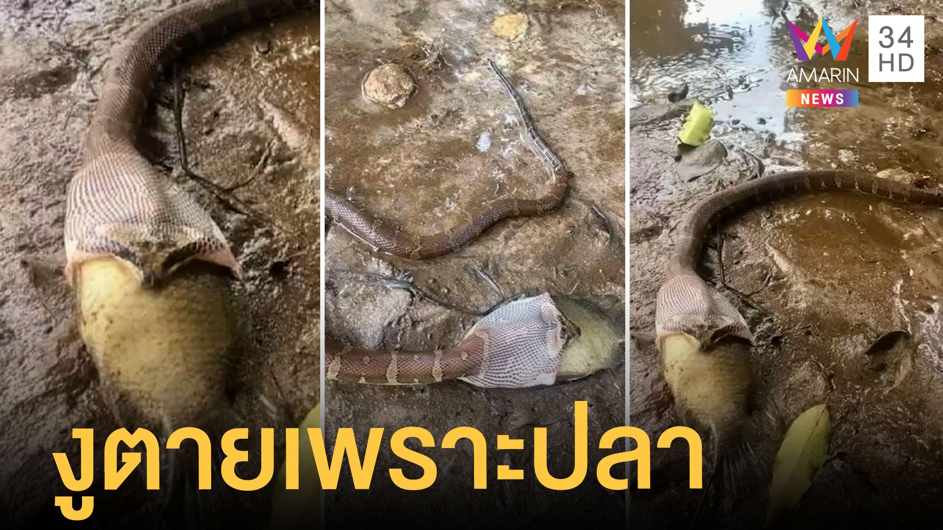 งูกินปลาหมอตัวใหญ่ สุดท้ายตายทั้งคู่ | ข่าวอรุณอมรินทร์ | 19 ต.ค. 64 | AMARIN TVHD34
