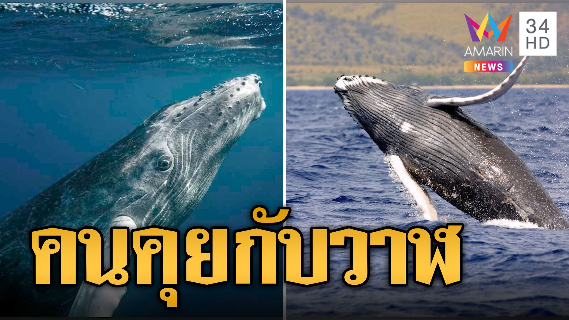 นักวิทยาศาสตร์สุดเจ๋ง คุยกับวาฬกรุยทางติดต่อ 'เอเลี่ยน' | ข่าวอรุณอมรินทร์ | 19 ธ.ค. 66 | AMARIN TVHD34