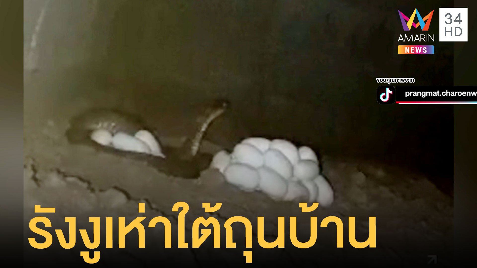 หนุ่มผงะรังงูเห่าใต้ถุนบ้าน 4 ตัว ไข่ 78 ฟอง | ข่าวอรุณอมรินทร์ | 19 เม.ย. 65 | AMARIN TVHD34