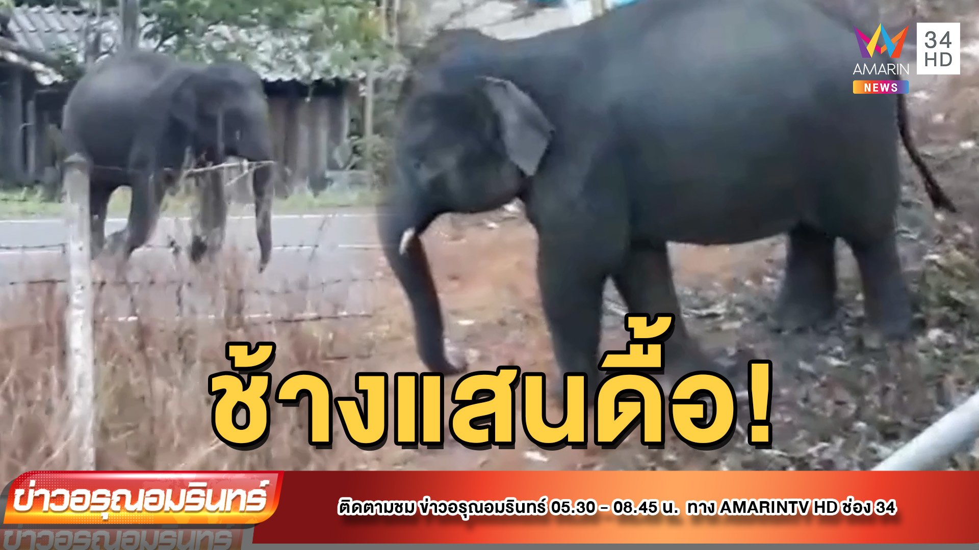 สุดดื้อ “หงษ์ทอง” ช้างน้อยแสนซน ดื้อสุดในโขลง เจ้าหน้าที่ตามไล่จนเหนื่อย | ข่าวอรุณอมรินทร์ | 19 พ.ค. 65 | AMARIN TVHD34