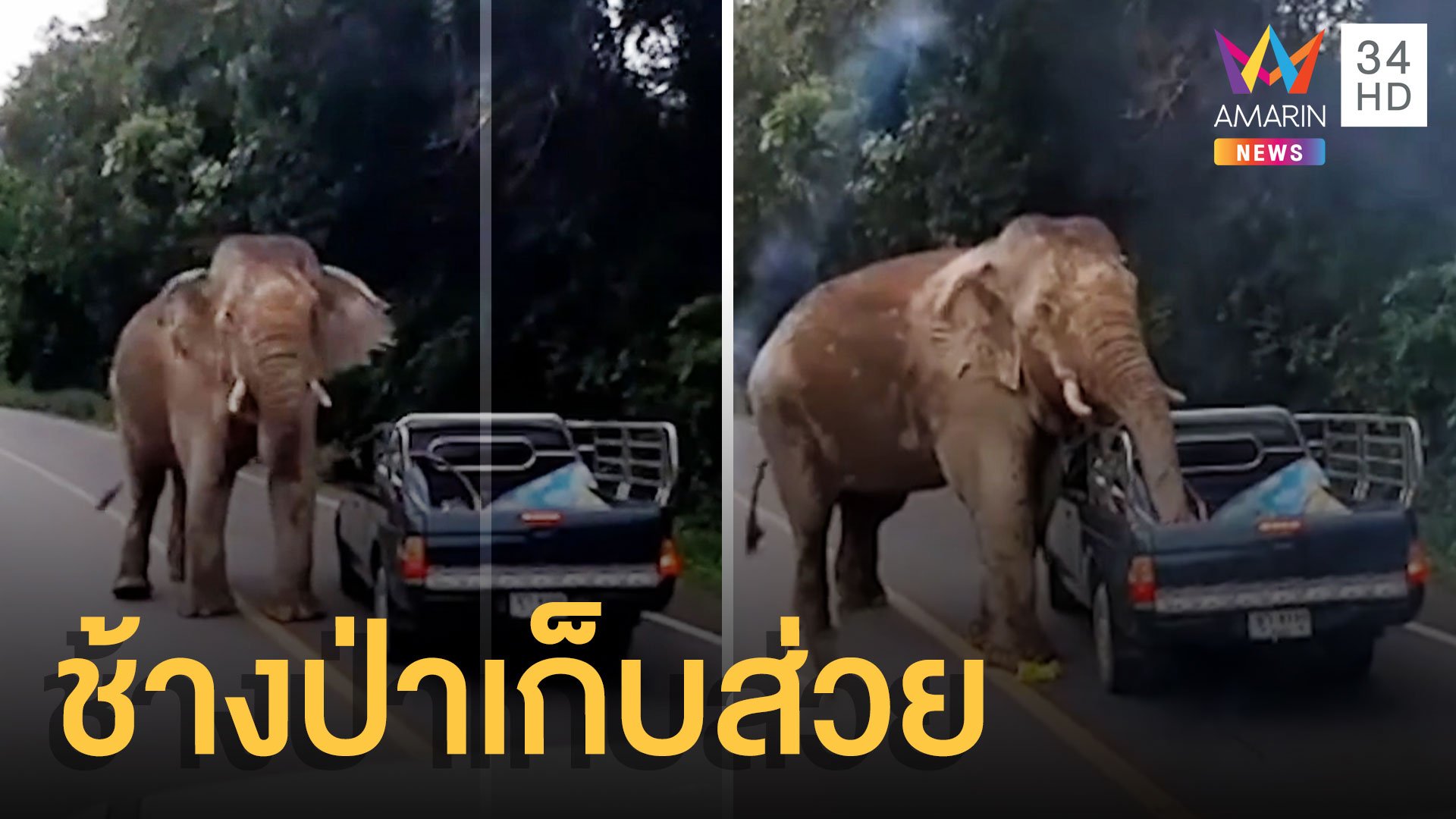 ช้างป่าเพชรบุรีตั้งด่านเก็บส่วย ขโมยของท้ายรถกระบะ | ข่าวอรุณอมรินทร์ | 2 ก.ย. 64 | AMARIN TVHD34